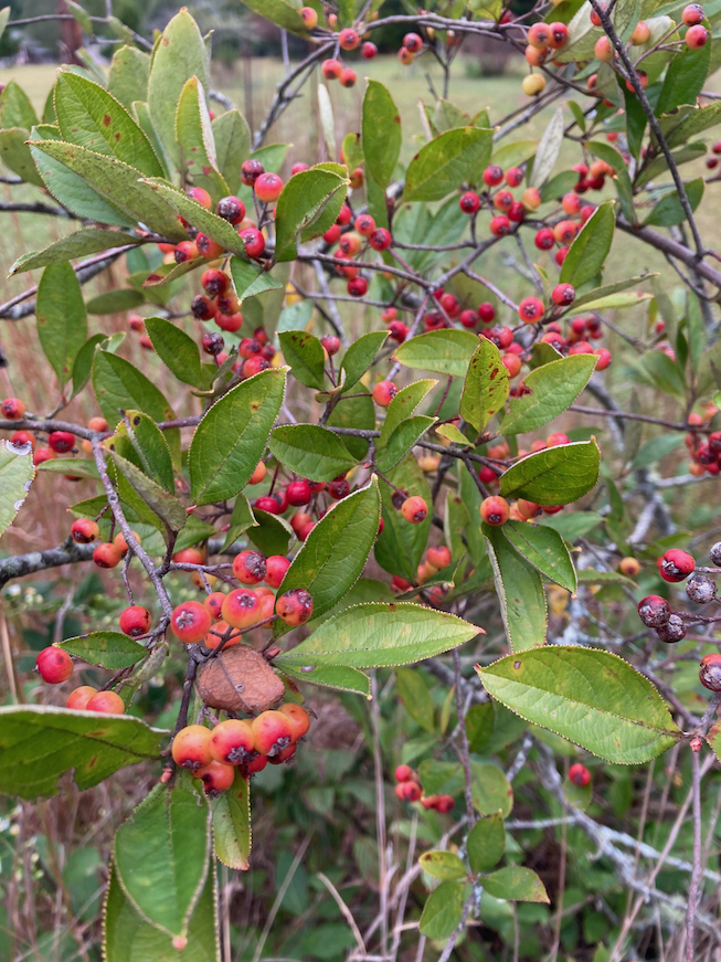 The Scientific Name is Aronia arbutifolia [= Photinia pyrifolia, Sorbus arbutifolia, Pyrus arbutifolia]. You will likely hear them called Red Chokeberry. This picture shows the Ripening fruit in early Fall of Aronia arbutifolia [= Photinia pyrifolia, Sorbus arbutifolia, Pyrus arbutifolia]