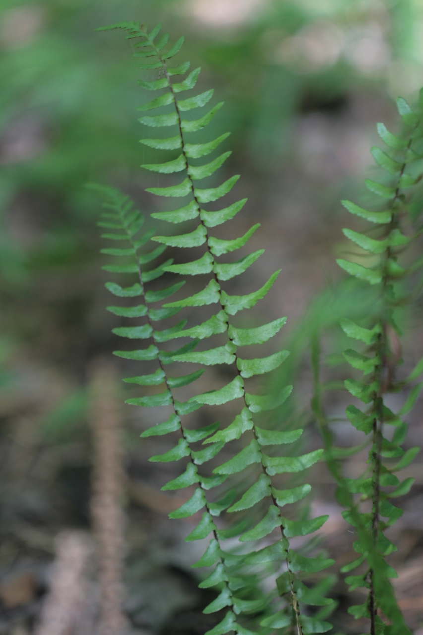 The Scientific Name is Asplenium platyneuron. You will likely hear them called Ebony spleenwort. This picture shows the Close-up of frond showing dark colored rachis of Asplenium platyneuron
