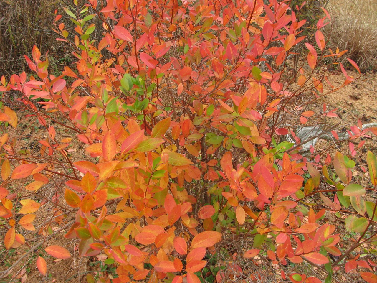 The Scientific Name is Zenobia pulverulenta. You will likely hear them called Zenobia, Honey-cups, Honeycup, . This picture shows the Spectacular late Fall/early Winter leaf color of Zenobia pulverulenta