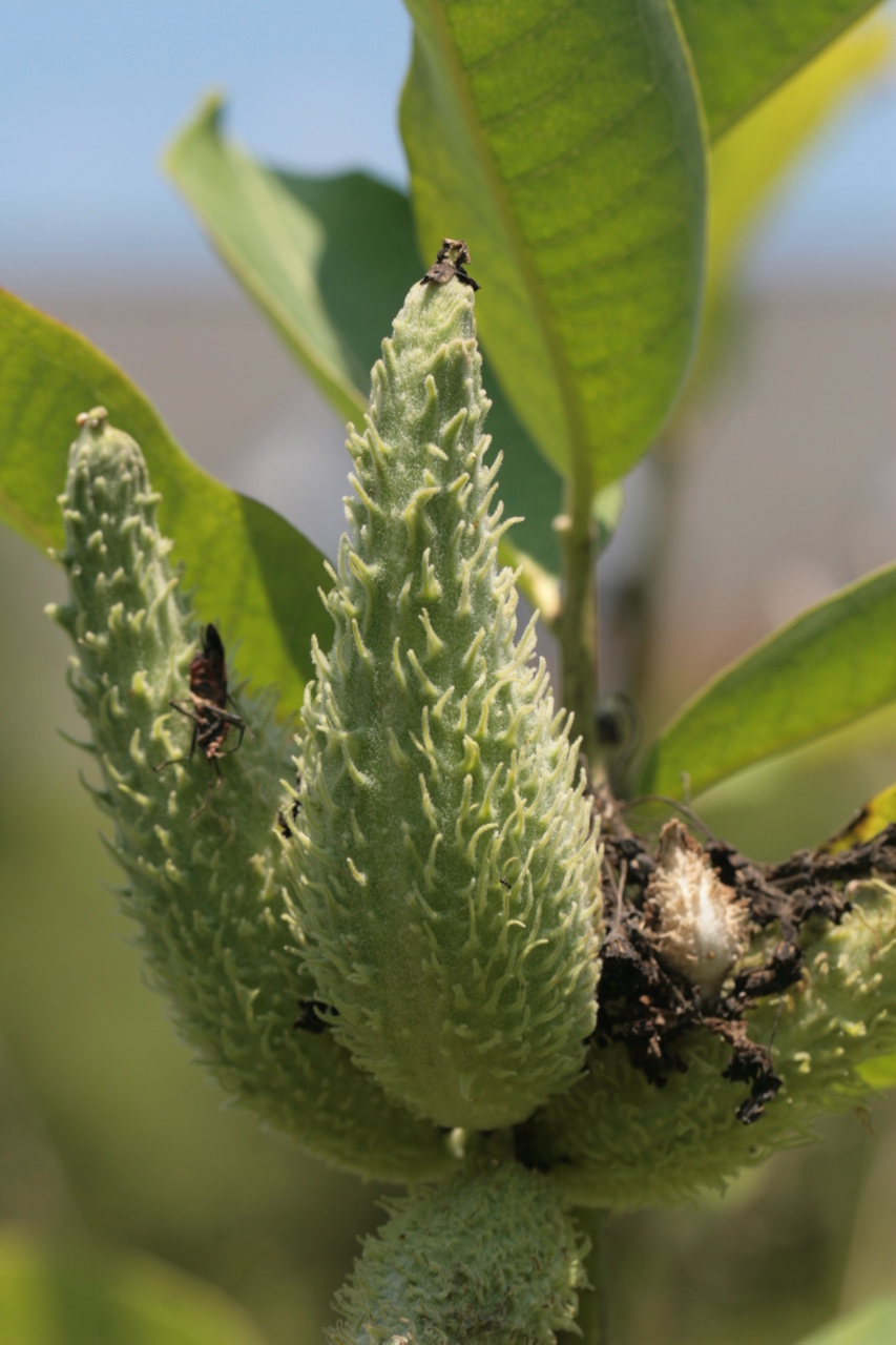 The Scientific Name is Asclepias syriaca. You will likely hear them called Common Milkweed. This picture shows the Developing fruit (follicle) in July of Asclepias syriaca