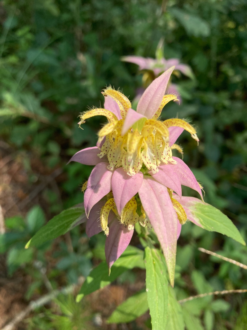 The Scientific Name is Monarda punctata var. punctata. You will likely hear them called Eastern Horse-mint, Spotted Horsemint, Spotted Beebalm, . This picture shows the Close-up of inflorescence showing the 2-3 whorls of flowers. The yellow flowers have purple spots. of Monarda punctata var. punctata