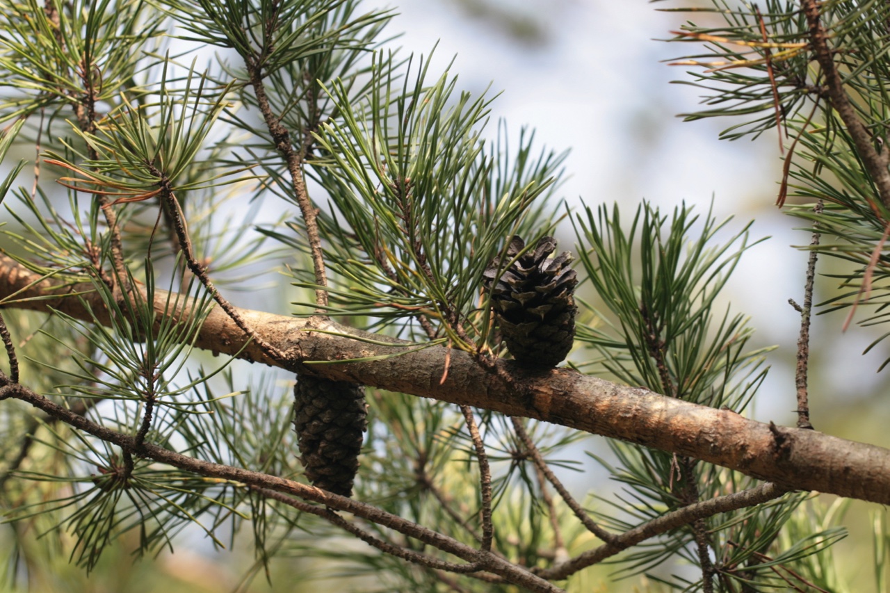 The Scientific Name is Pinus virginiana. You will likely hear them called Virginia Pine, Scrub Pine, Jersey Pine. This picture shows the Mature cones. Short needles, 2 per fascicle. of Pinus virginiana