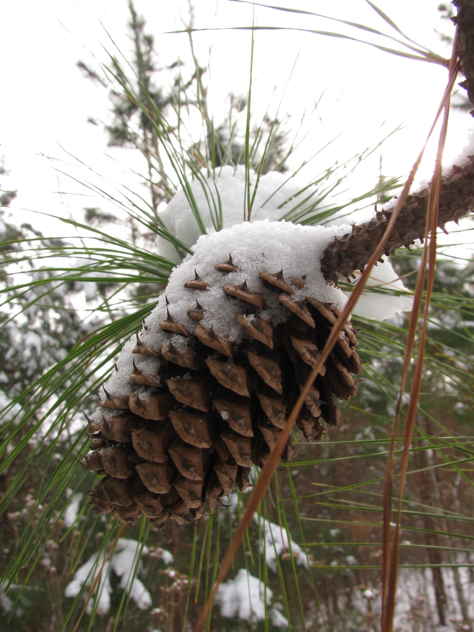 The Scientific Name is Pinus taeda. You will likely hear them called Loblolly Pine, Old Field Pine. This picture shows the Mature seed cone. Notice the sharp prickles on the cone scales of Pinus taeda