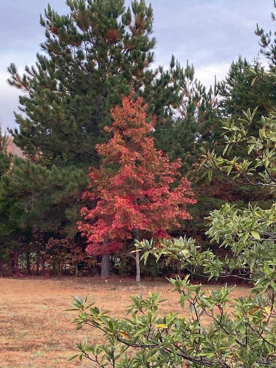 The Scientific Name is Quercus coccinea. You will likely hear them called Scarlet Oak. This picture shows the Young tree exhibiting its Fall colors. of Quercus coccinea