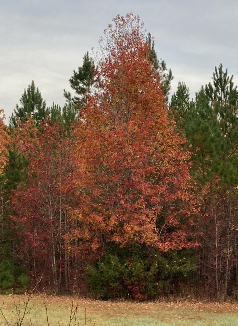 The Scientific Name is Liquidambar styraciflua. You will likely hear them called Sweet Gum, Red Gum, Sweetgum. This picture shows the  of Liquidambar styraciflua