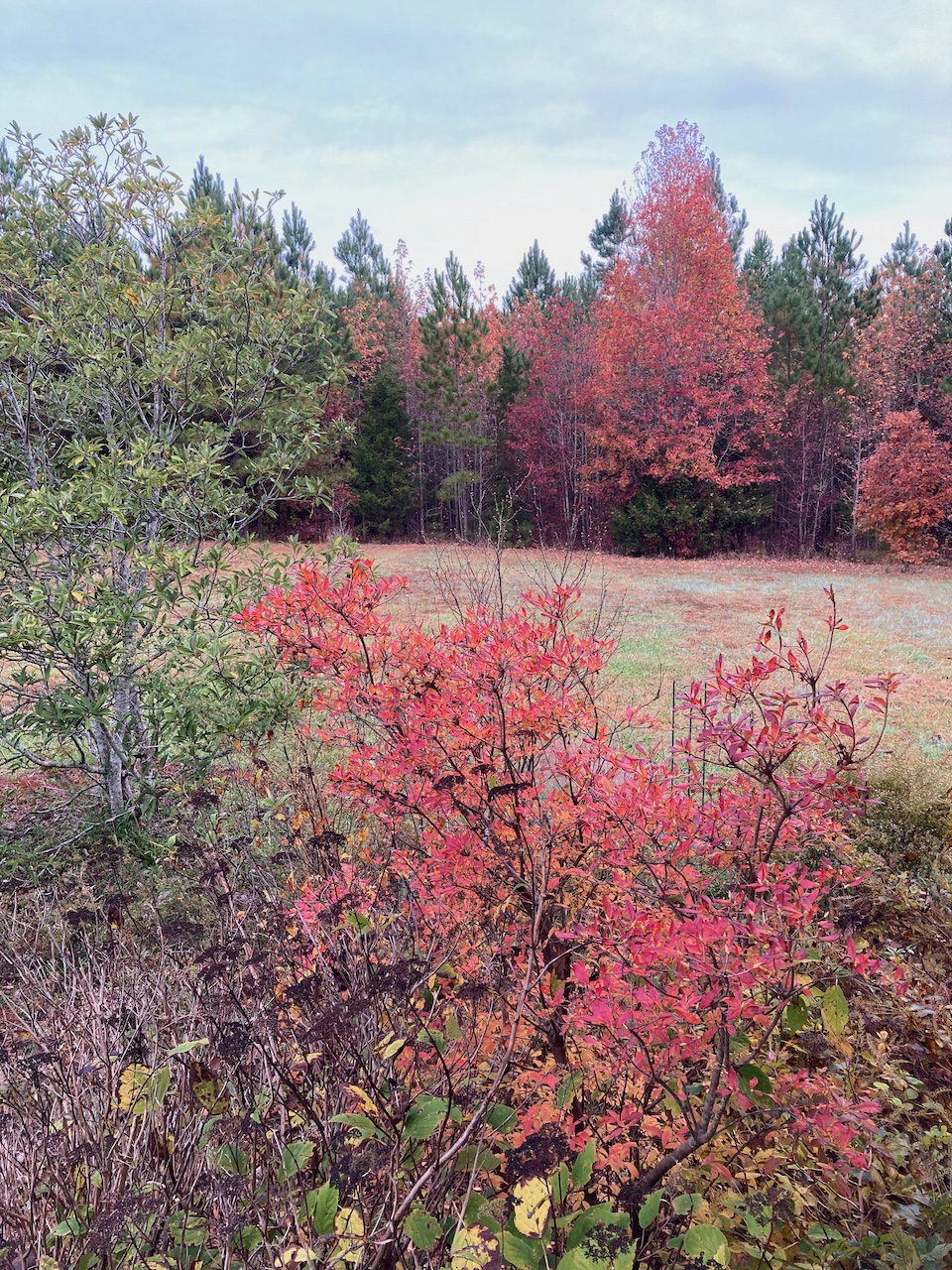 The Scientific Name is Rhododendron viscosum var. viscosum. You will likely hear them called Swamp Azalea, Clammy Azalea. This picture shows the Rhododendron viscosum var. viscosum in the foreground with spectacular Fall color in early November.  of Rhododendron viscosum var. viscosum