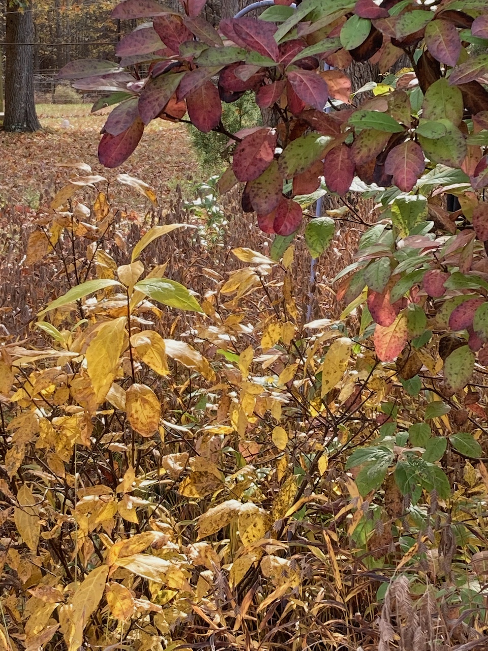 The Scientific Name is Calycanthus floridus. You will likely hear them called Sweet shrub; Sweet Betsy, Carolina allspice. This picture shows the The bright yellow leaves in the Fall makes a pretty contrast of colors planted with <em>Viburnum nudum </em>(background). of Calycanthus floridus