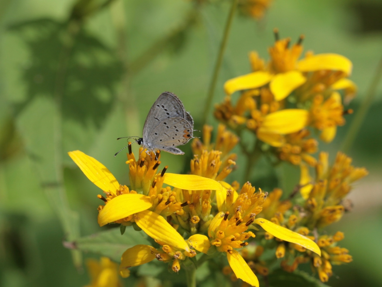The Scientific Name is Verbesina occidentalis. You will likely hear them called Southern Crownbeard, Yellow Crownbeard, Stick-weed. This picture shows the Blooms with butterfly of Verbesina occidentalis