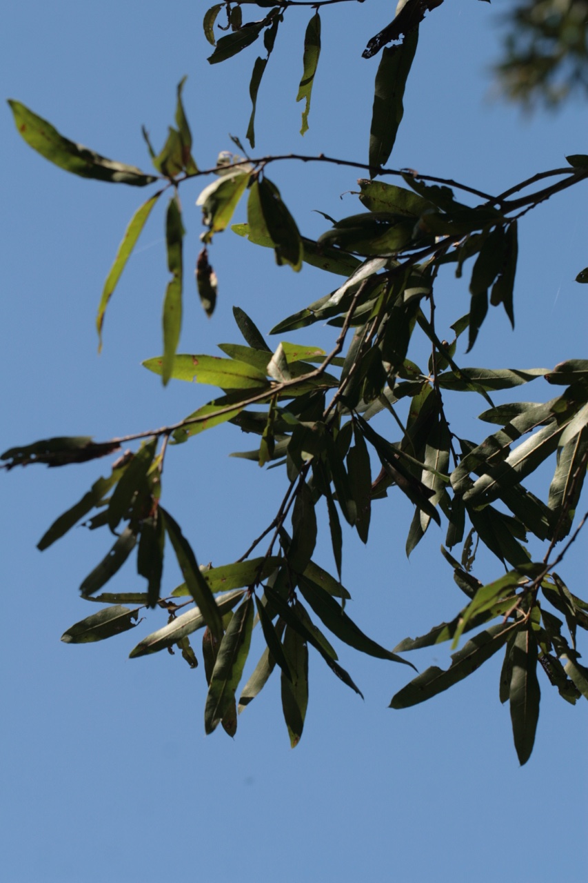 The Scientific Name is Quercus phellos. You will likely hear them called Willow Oak. This picture shows the Slender willow-like leaves of Quercus phellos