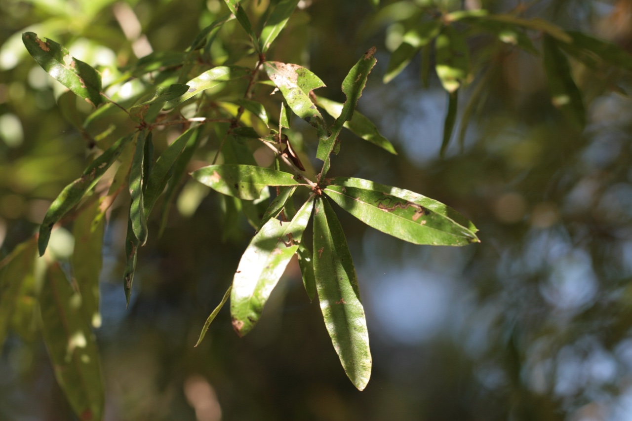 The Scientific Name is Quercus phellos. You will likely hear them called Willow Oak. This picture shows the Close-up of leaves of Quercus phellos