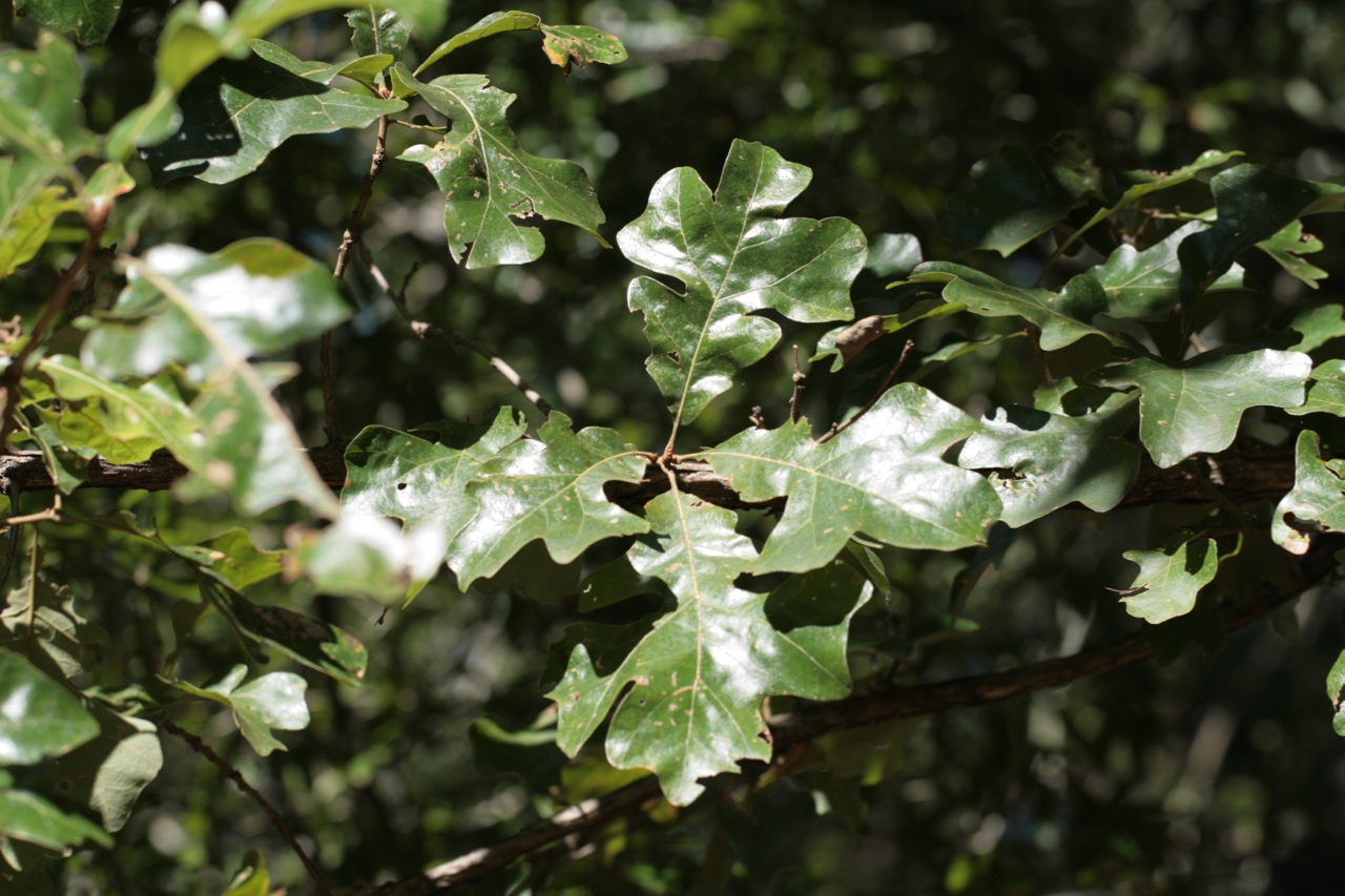 The Scientific Name is Quercus stellata [= Quercus villosa]. You will likely hear them called Post Oak, Iron Oak. This picture shows the Leaves are thick, shiny dark green above, and tomentose below of Quercus stellata [= Quercus villosa]