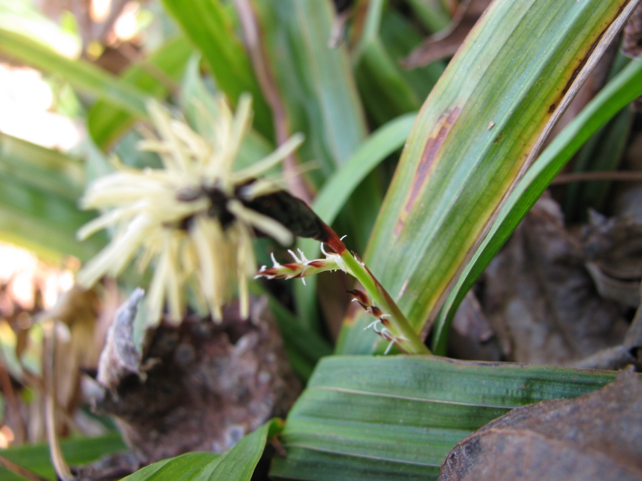The Scientific Name is Carex plantaginea. You will likely hear them called Plantain-leaved Sedge, Seersucker Sedge. This picture shows the Female spikelet in February of Carex plantaginea