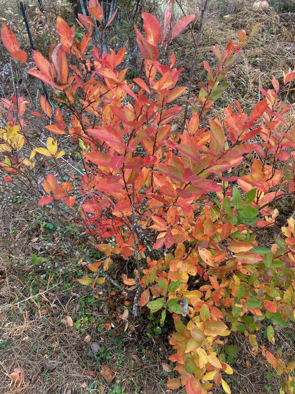 The Scientific Name is Zenobia pulverulenta. You will likely hear them called Zenobia, Honey-cups, Honeycup, . This picture shows the Multiple leaf colors occur simultaneously on the senescing shrub in early December. of Zenobia pulverulenta