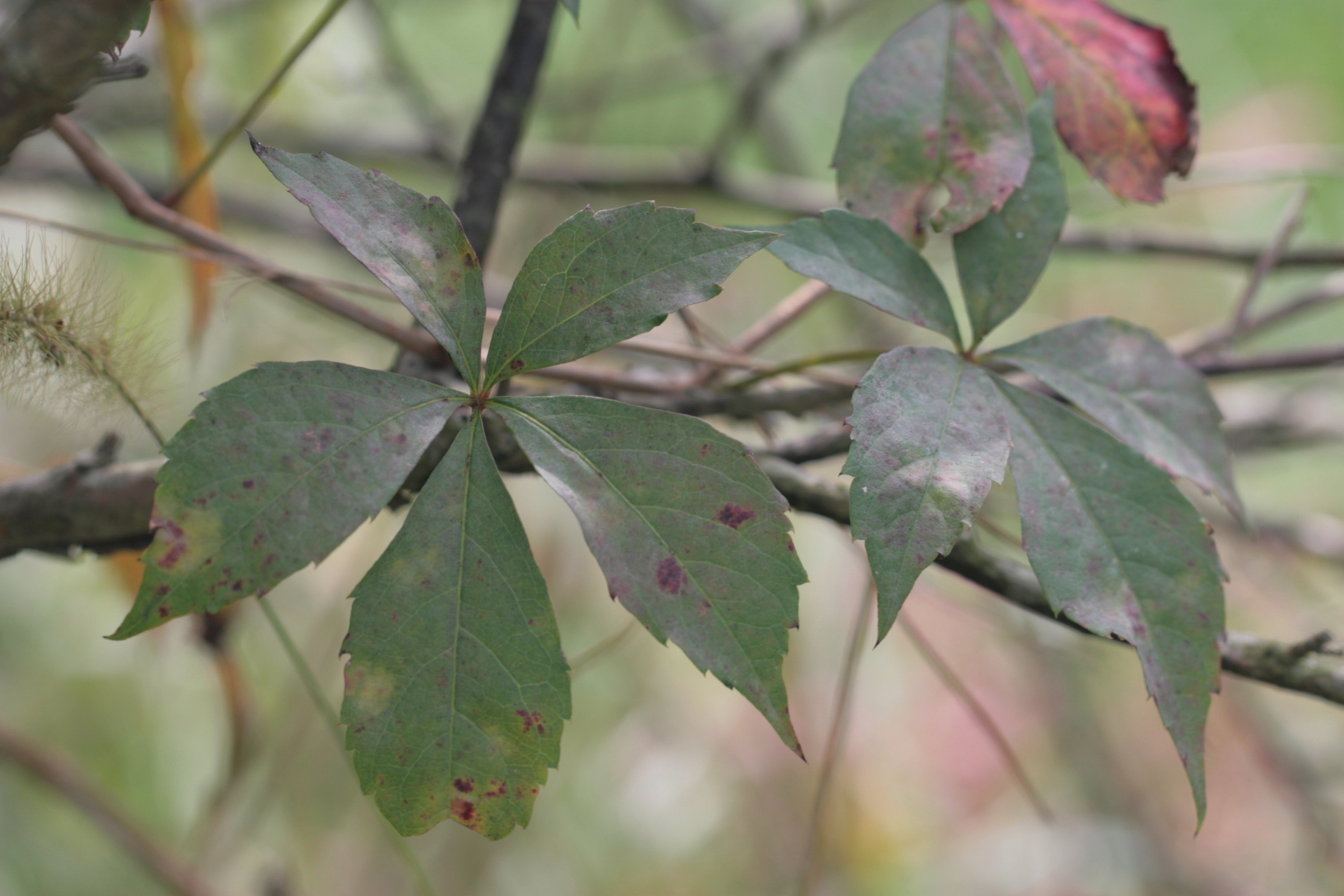 The Scientific Name is Parthenocissus quinquefolia. You will likely hear them called Virginia Creeper. This picture shows the Woody vine with palmately compound leaf of five leaflets of Parthenocissus quinquefolia
