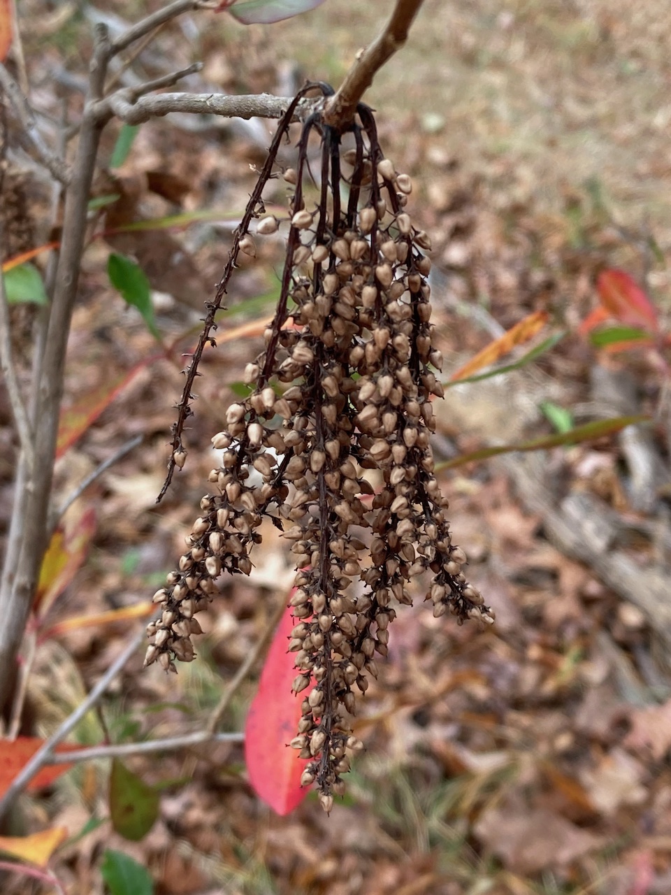 The Scientific Name is Cyrilla racemiflora. You will likely hear them called Swamp Titi, Swamp Cyrilla. This picture shows the Mature fruit (capsules) of Cyrilla racemiflora