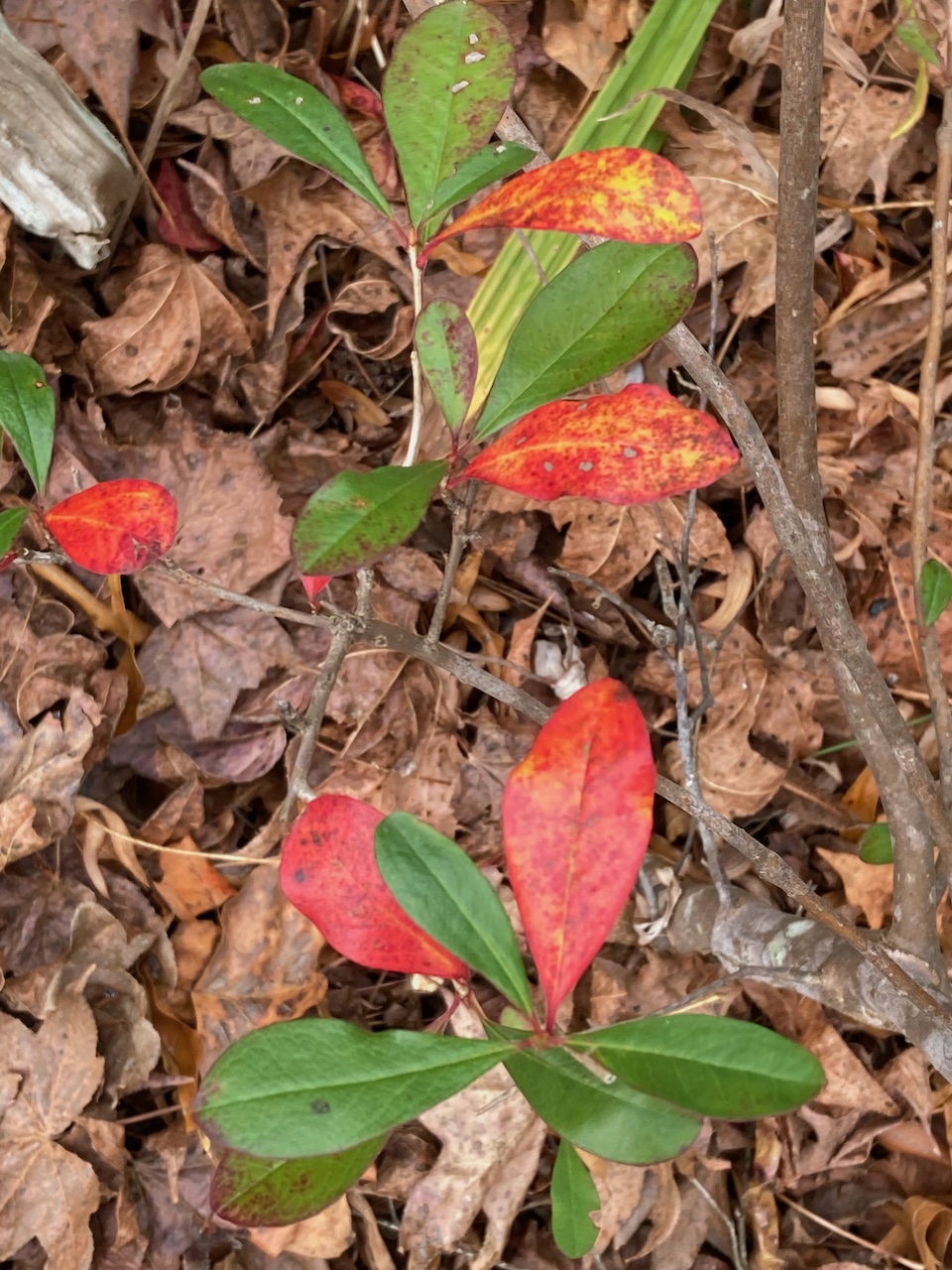 The Scientific Name is Cyrilla racemiflora. You will likely hear them called Swamp Titi, Swamp Cyrilla. This picture shows the Some of the leaves senescing and exhibiting nice Fall color on this semi-evergreen shrub. of Cyrilla racemiflora