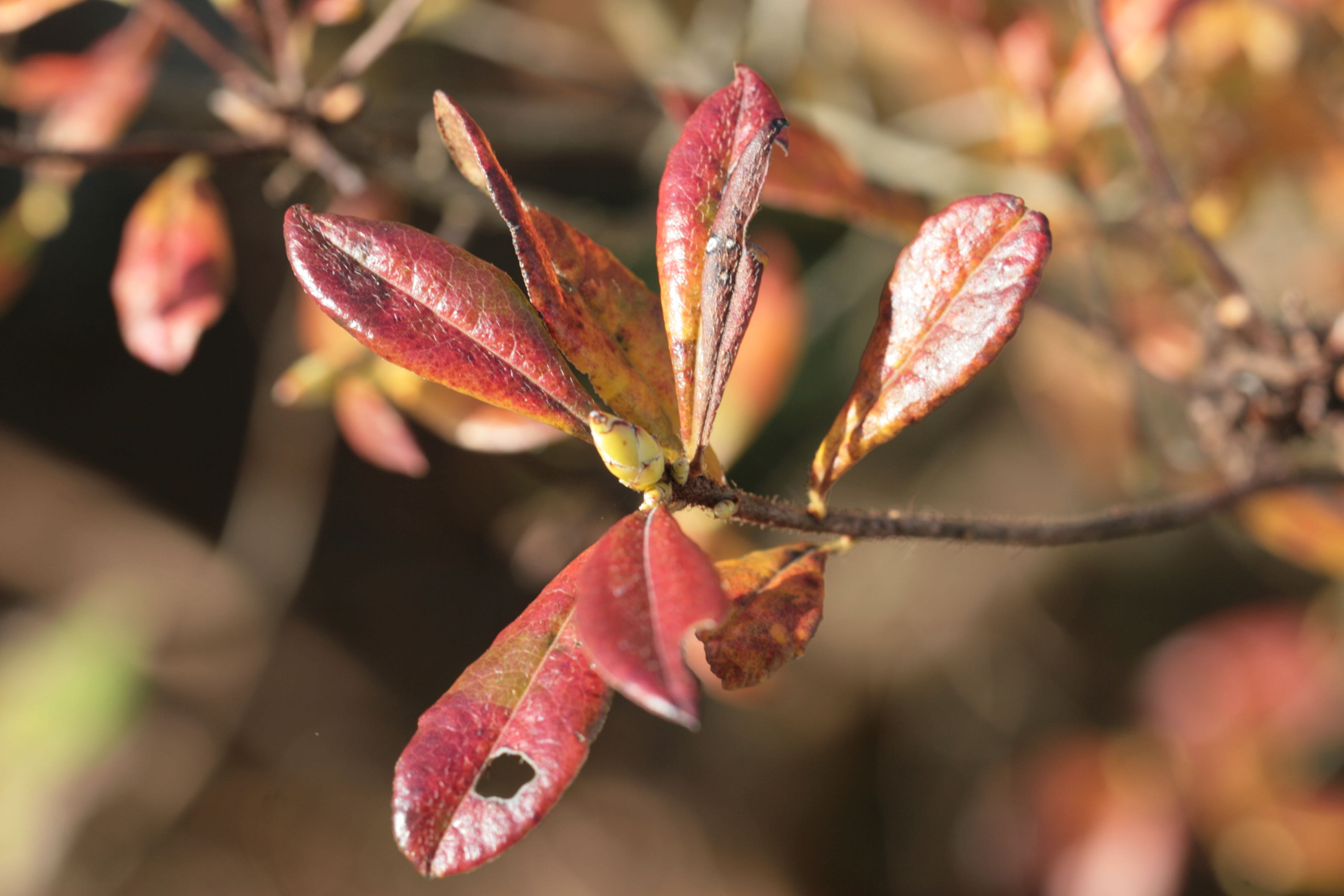 The Scientific Name is Rhododendron viscosum var. viscosum. You will likely hear them called Swamp Azalea, Clammy Azalea. This picture shows the Terminal bud and nice Fall color in early November. of Rhododendron viscosum var. viscosum