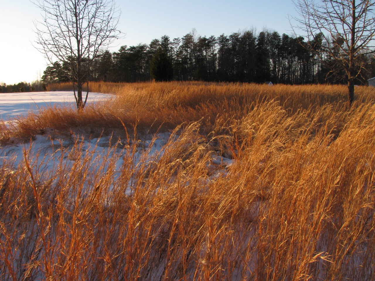 The Scientific Name is Andropogon virginicus var. virginicus. You will likely hear them called Old-field Broomstraw, Broomsedge, Broomsedge Bluestem, Sedge Grass, Sage Grass. This picture shows the Spectacular fall and winter color of Andropogon virginicus var. virginicus