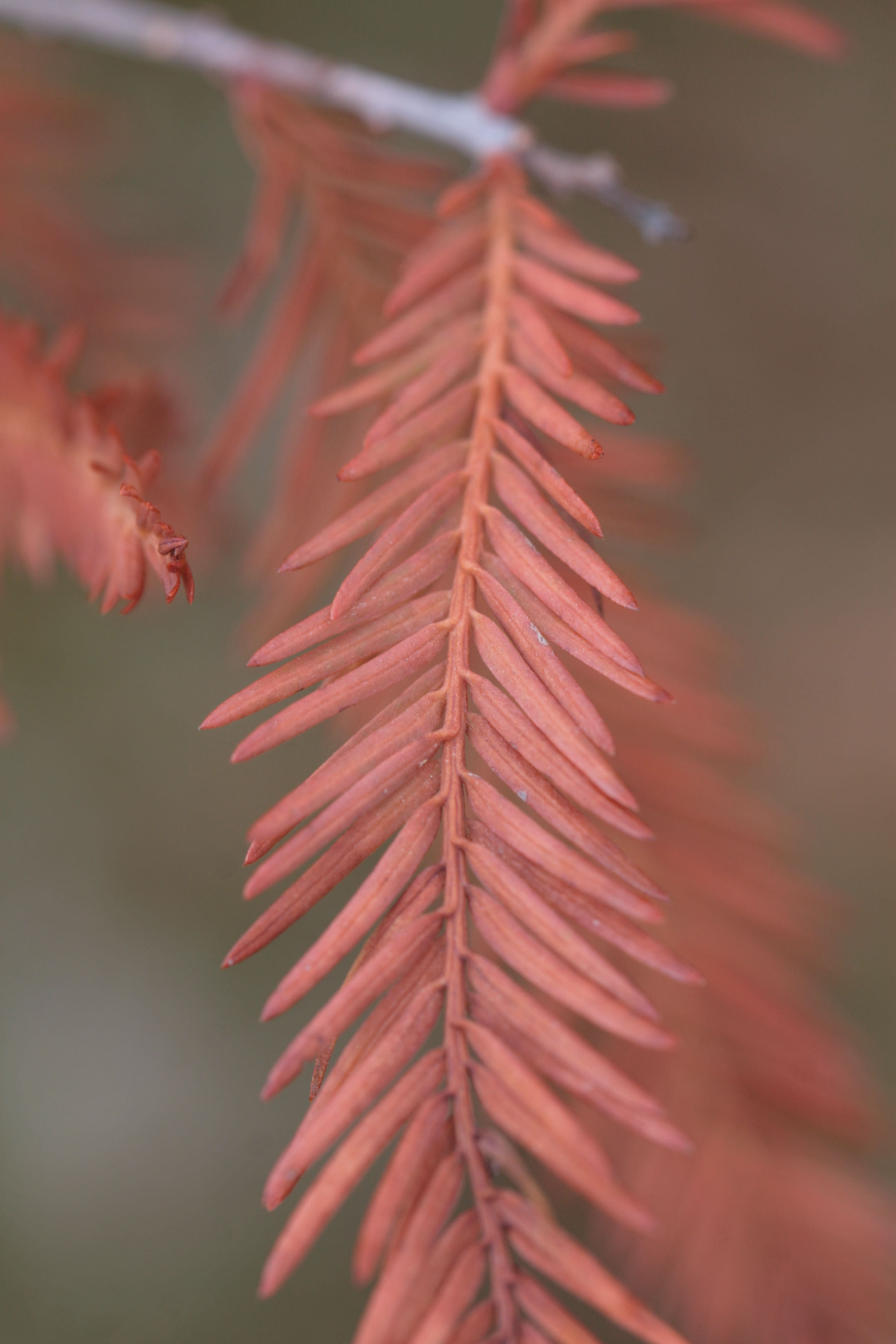 The Scientific Name is Taxodium distichum. You will likely hear them called Bald Cypress, Baldcypress, Swamp Cypress. This picture shows the Close-up of Fall foliage of Taxodium distichum
