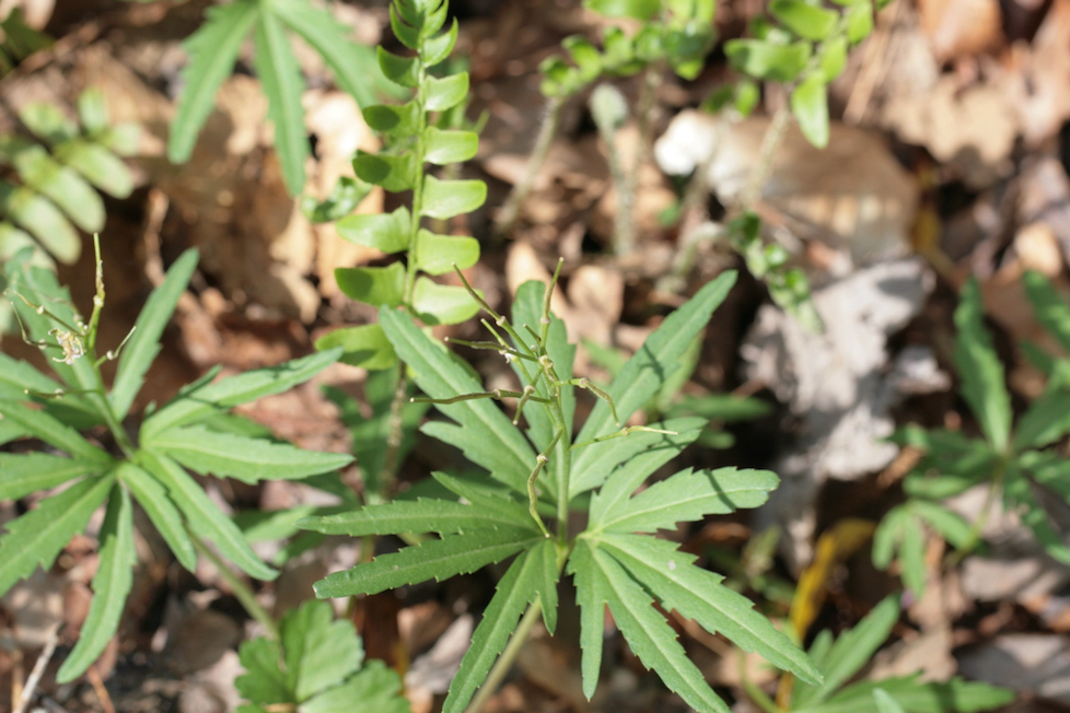 The Scientific Name is Cardamine concatenata [= Dentaria laciniata]. You will likely hear them called Cutleaf Toothwort. This picture shows the Siliques beginning to form of Cardamine concatenata [= Dentaria laciniata]