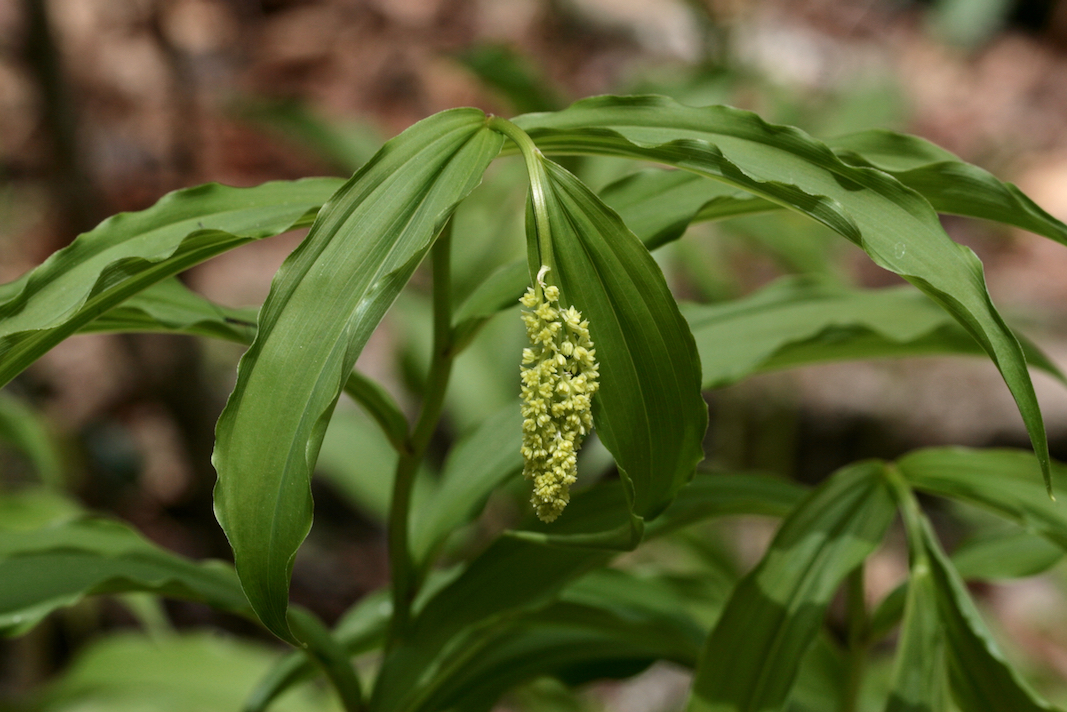 The Scientific Name is Maianthemum racemosum [= Maianthemum racemosum ssp. racemosum, = Smilacina racemosa]. You will likely hear them called Eastern Solomon's-plume, False Solomon's-seal, Feathery False Lily-of-the-valley. This picture shows the Developing inflorescence in mid-April of Maianthemum racemosum [= Maianthemum racemosum ssp. racemosum, = Smilacina racemosa]