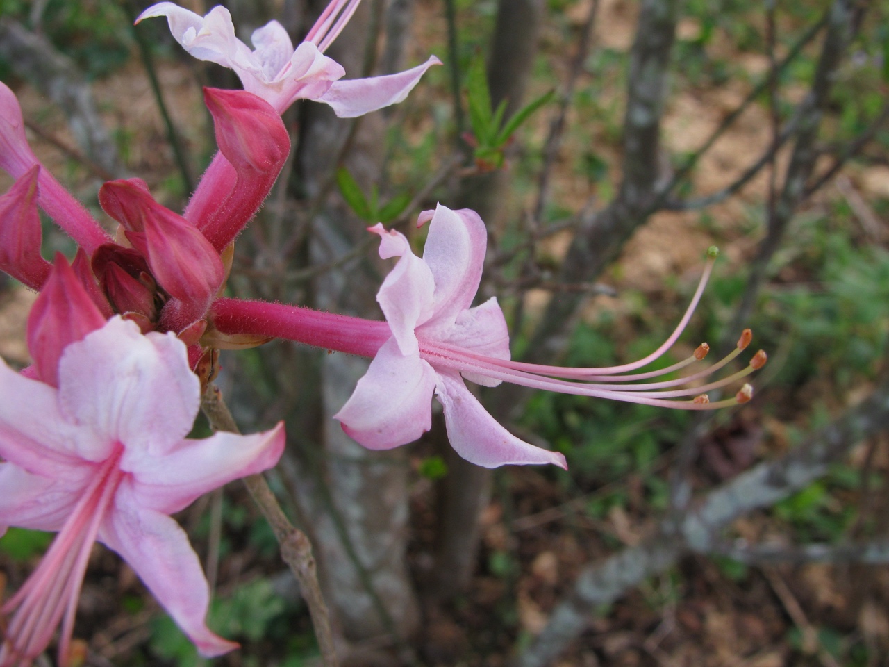 The Scientific Name is Rhododendron canescens. You will likely hear them called Piedmont Azalea, Southern Pinxter Azalea, Wild Azalea, Hoary Azalea, Mountain Azalea, Florida Pinxter Azalea. This picture shows the Narrow and long flower tube of Rhododendron canescens