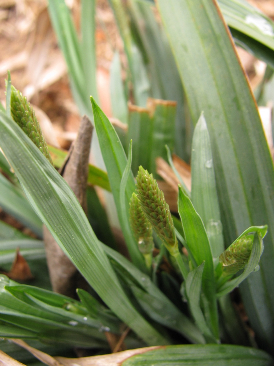 The Scientific Name is Carex platyphylla. You will likely hear them called Broadleaf Sedge, Silver Sedge. This picture shows the Emerging male spikelets in early April of Carex platyphylla