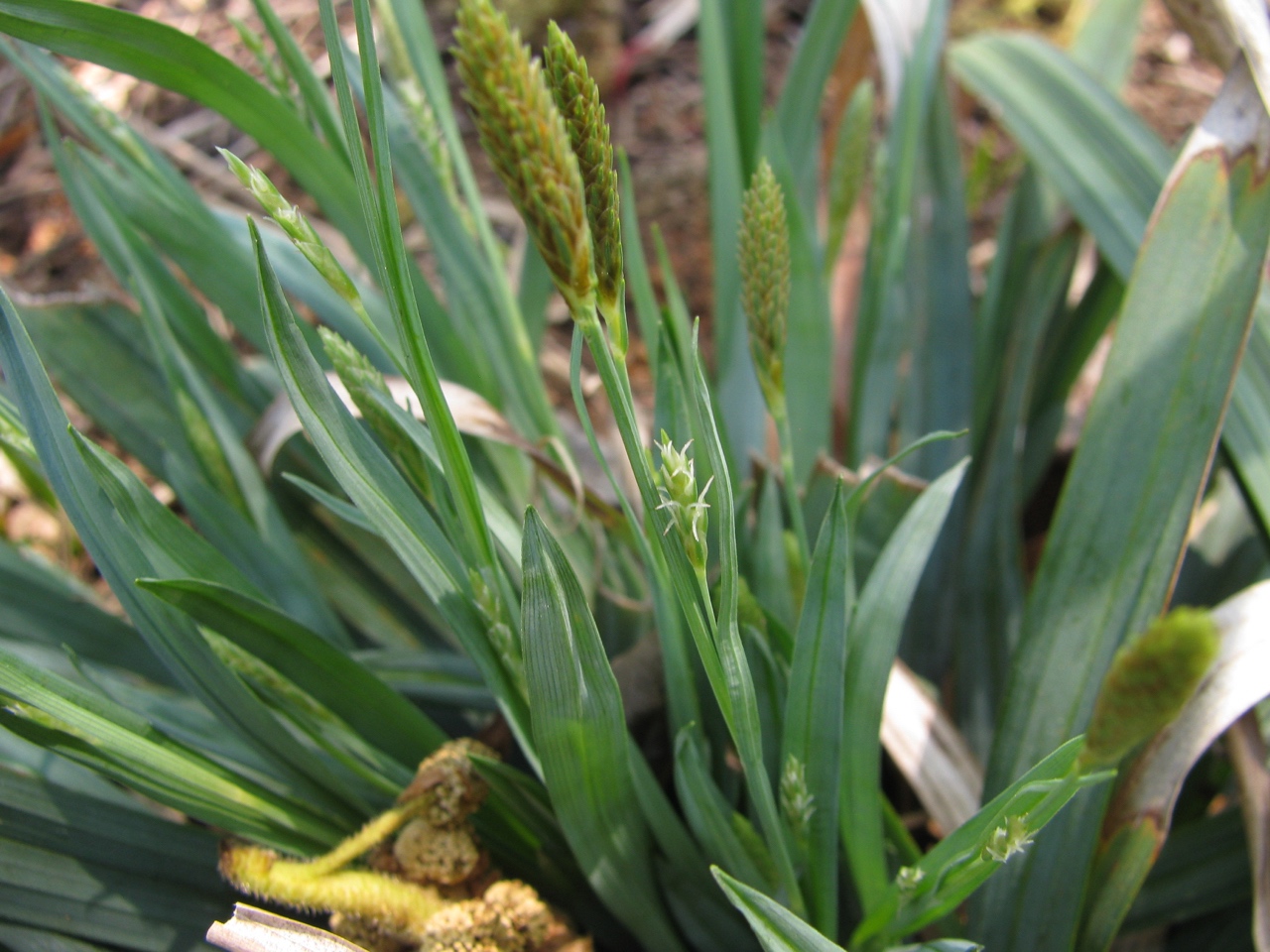 The Scientific Name is Carex platyphylla. You will likely hear them called Broadleaf Sedge, Silver Sedge. This picture shows the Emerging female spikelets in early April of Carex platyphylla