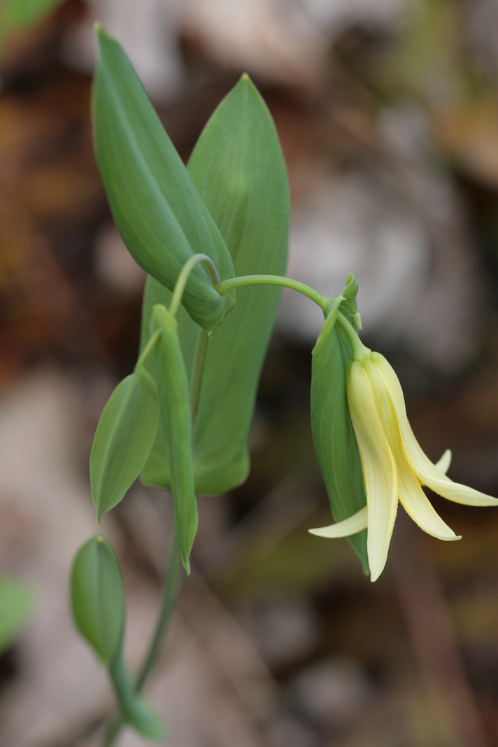 The Scientific Name is Uvularia perfoliata. You will likely hear them called Perfoliate Bellwort, Mealy Bellwort, Merrybells. This picture shows the Perfoliate leaves and light yellow flowers of Uvularia perfoliata