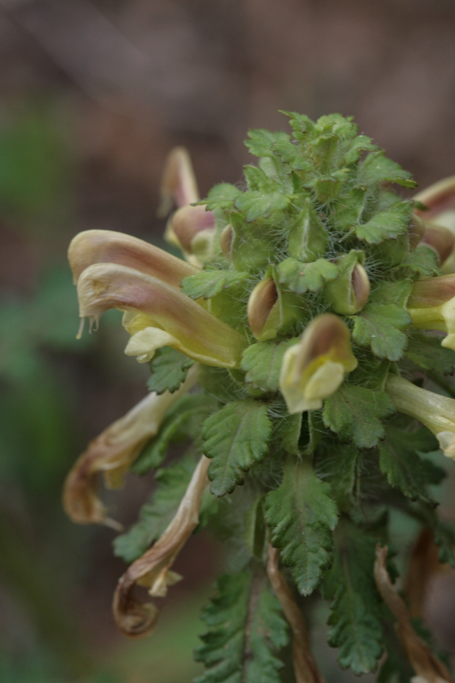 The Scientific Name is Pedicularis canadensis. You will likely hear them called Eastern Lousewort, Canadian Lousewort, Forest Lousewort, Wood-betony. This picture shows the Inflorescence is a compact spike of hooded yellow to reddish-purple colored flowers. of Pedicularis canadensis