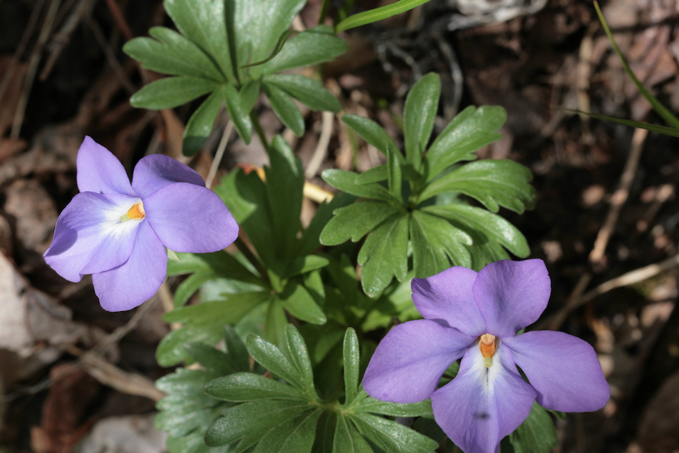 The Scientific Name is Viola pedata. You will likely hear them called Birdfoot Violet, Bird's-foot Violet, Bird-foot Violet. This picture shows the Large flowers and distinctive dissected basal leaves of Viola pedata