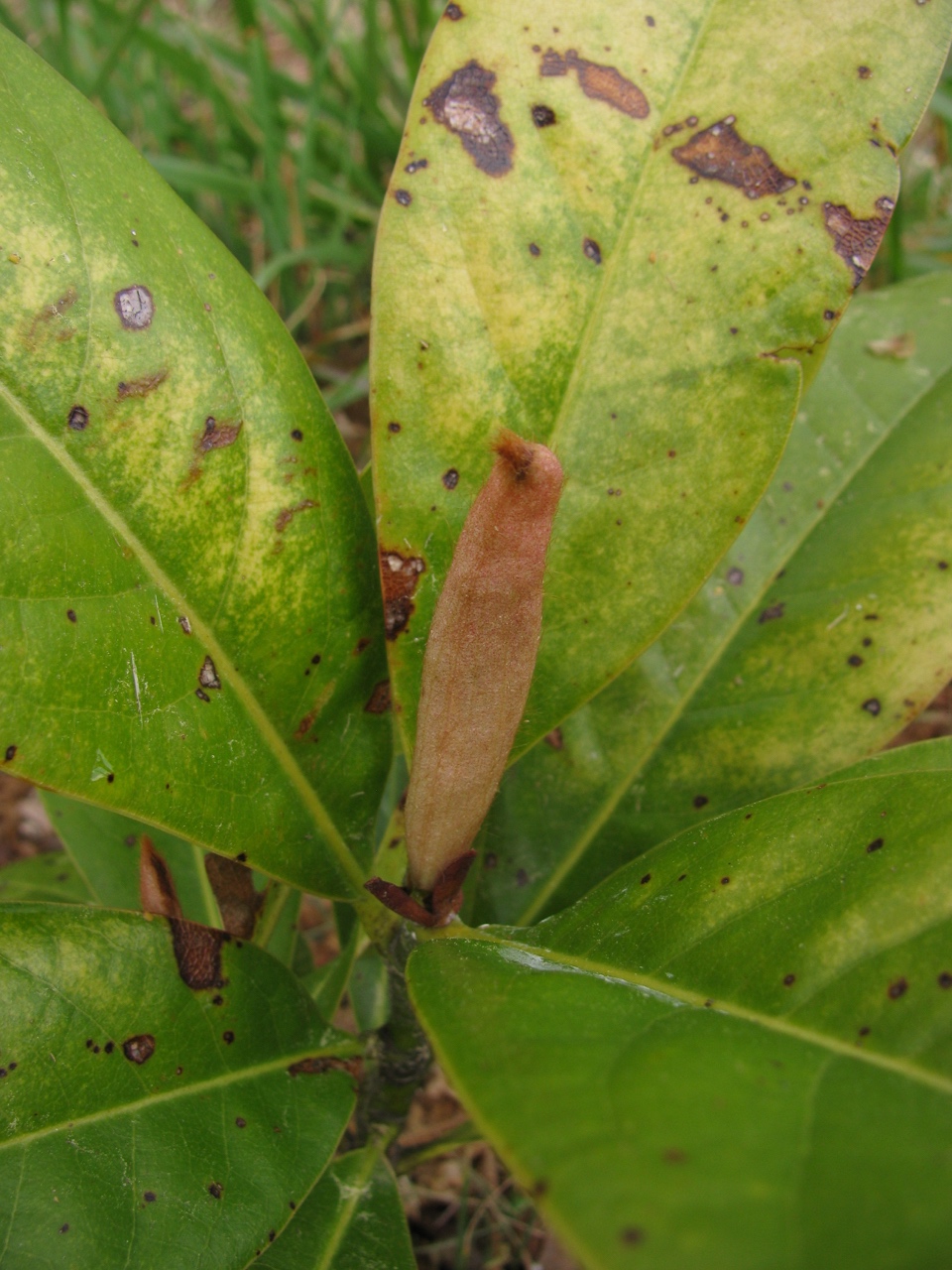 The Scientific Name is Magnolia grandiflora. You will likely hear them called Southern Magnolia, Bull Bay. This picture shows the Close-up of expanded terminal bud in mid-April of Magnolia grandiflora