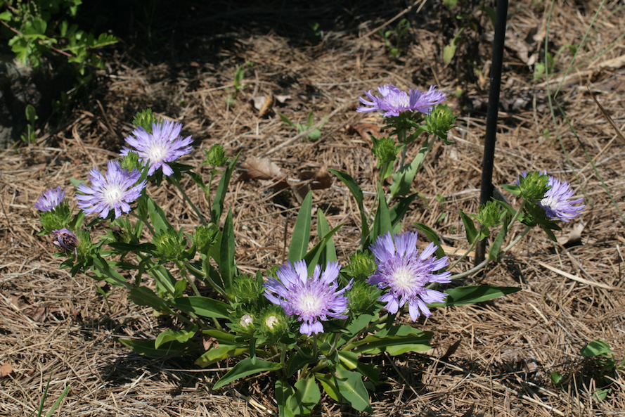 The Scientific Name is Stokesia laevis. You will likely hear them called Stokes Aster, Stokesia, Blue Stokesia, Stokes's Aster, Cornflower Aster. This picture shows the Growth habit- plant grows from 1 to 2 ft tall of Stokesia laevis