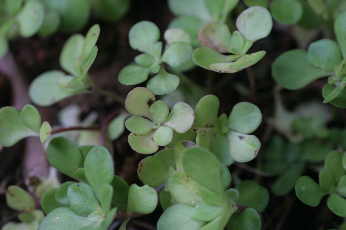 The Scientific Name is Sedum ternatum. You will likely hear them called Mountain Stonecrop, Wild Stonecrop, Woodland Stonecrop. This picture shows the The leaves are round in shape with tapering bases and grow in whorls of 3 or alternate on the stems. of Sedum ternatum