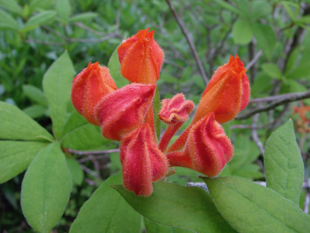 The Scientific Name is Rhododendron calendulaceum. You will likely hear them called Flame Azalea. This picture shows the Flower buds ready to open of Rhododendron calendulaceum