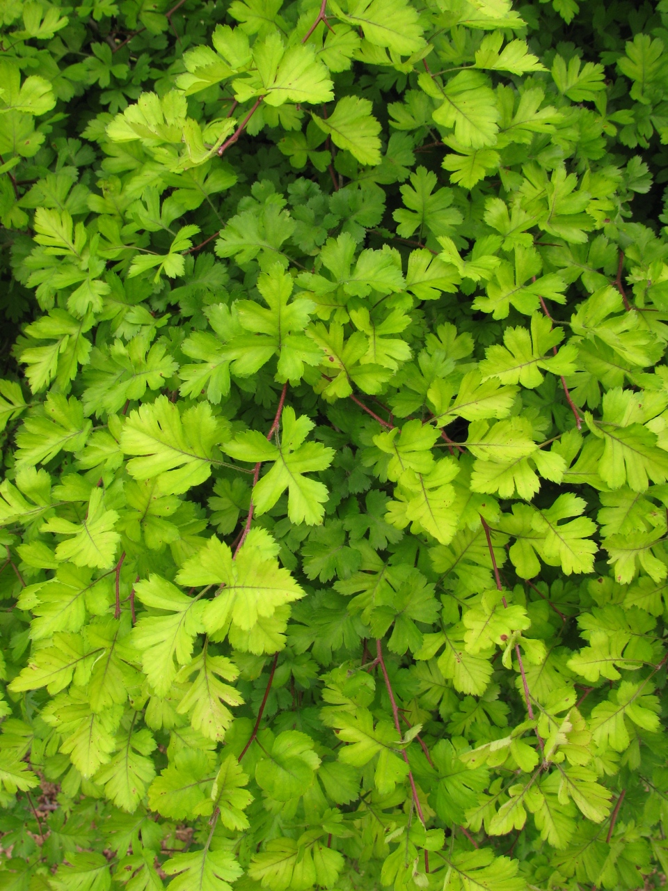 The Scientific Name is Crataegus marshallii. You will likely hear them called Parsley Hawthorn, Parsley Haw. This picture shows the Parsley-shaped leaves of Crataegus marshallii