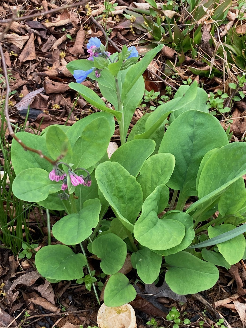 The Scientific Name is Mertensia virginica. You will likely hear them called Virginia Bluebells, Virginia Cowslip. This picture shows the Stems and leaves are somewhat succulent and the foliage has a dull blue-green color. of Mertensia virginica
