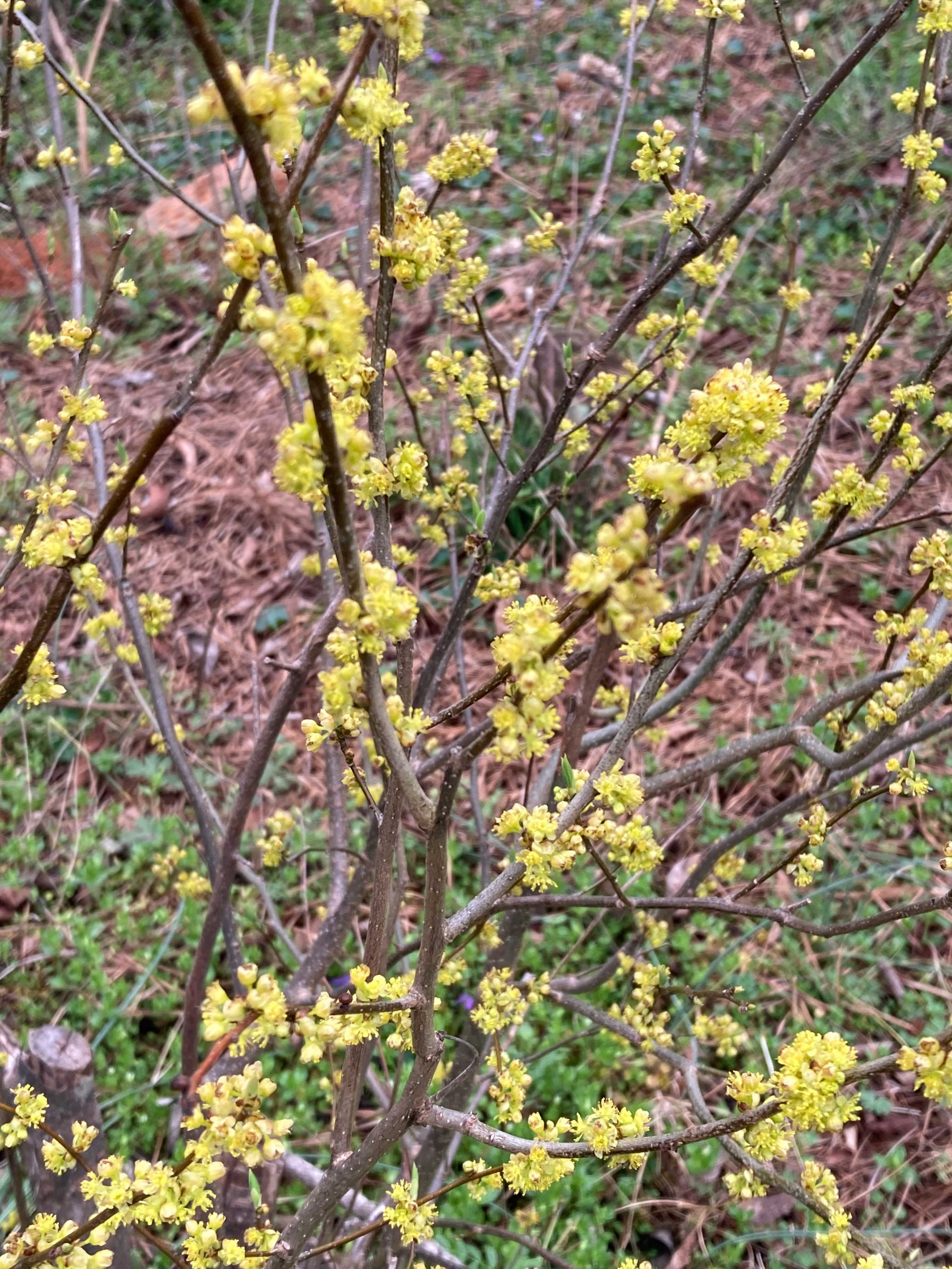 The Scientific Name is Lindera benzoin. You will likely hear them called Northern Spicebush. This picture shows the The flowers bloom in the Spring before the leaves emerge. of Lindera benzoin