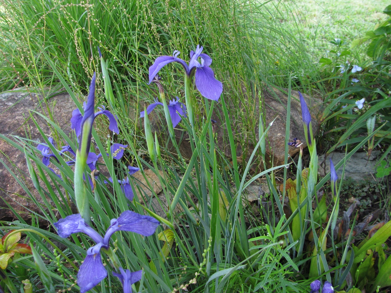 The Scientific Name is Iris tridentata. You will likely hear them called Savanna Iris. This picture shows the Bog garden in June of Iris tridentata