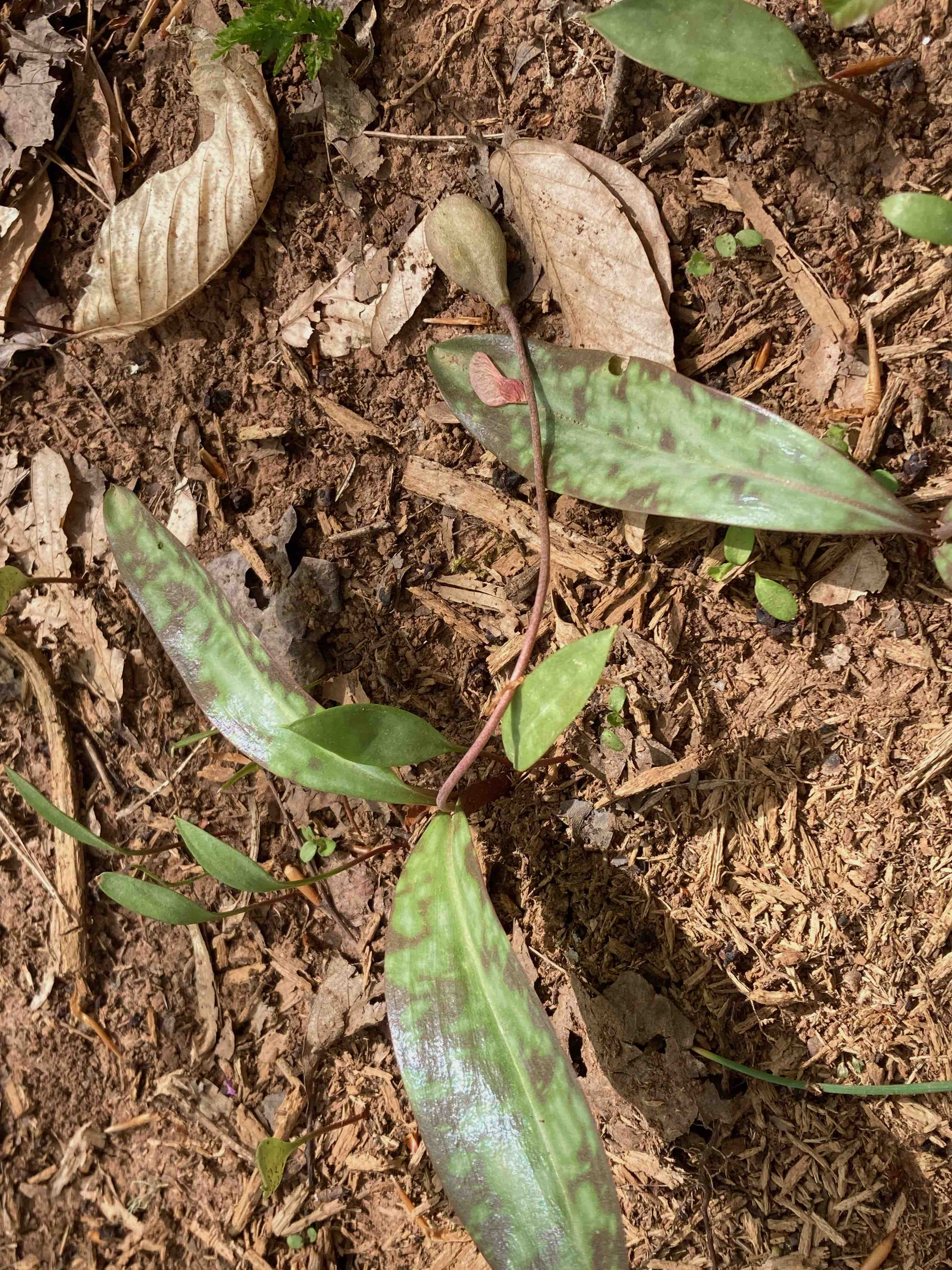 The Scientific Name is Erythronium umbilicatum [split from Erythronium americanum]. You will likely hear them called Dimpled Trout Lily, Dog-tooth Violet, Fawn Lily. This picture shows the The flower stalk with the developing capsule flops to the ground in <em>E. umbilitacum.</em>  In <em>E. americanum,</em> the flower stalk with capsule remains upright. of Erythronium umbilicatum [split from Erythronium americanum]