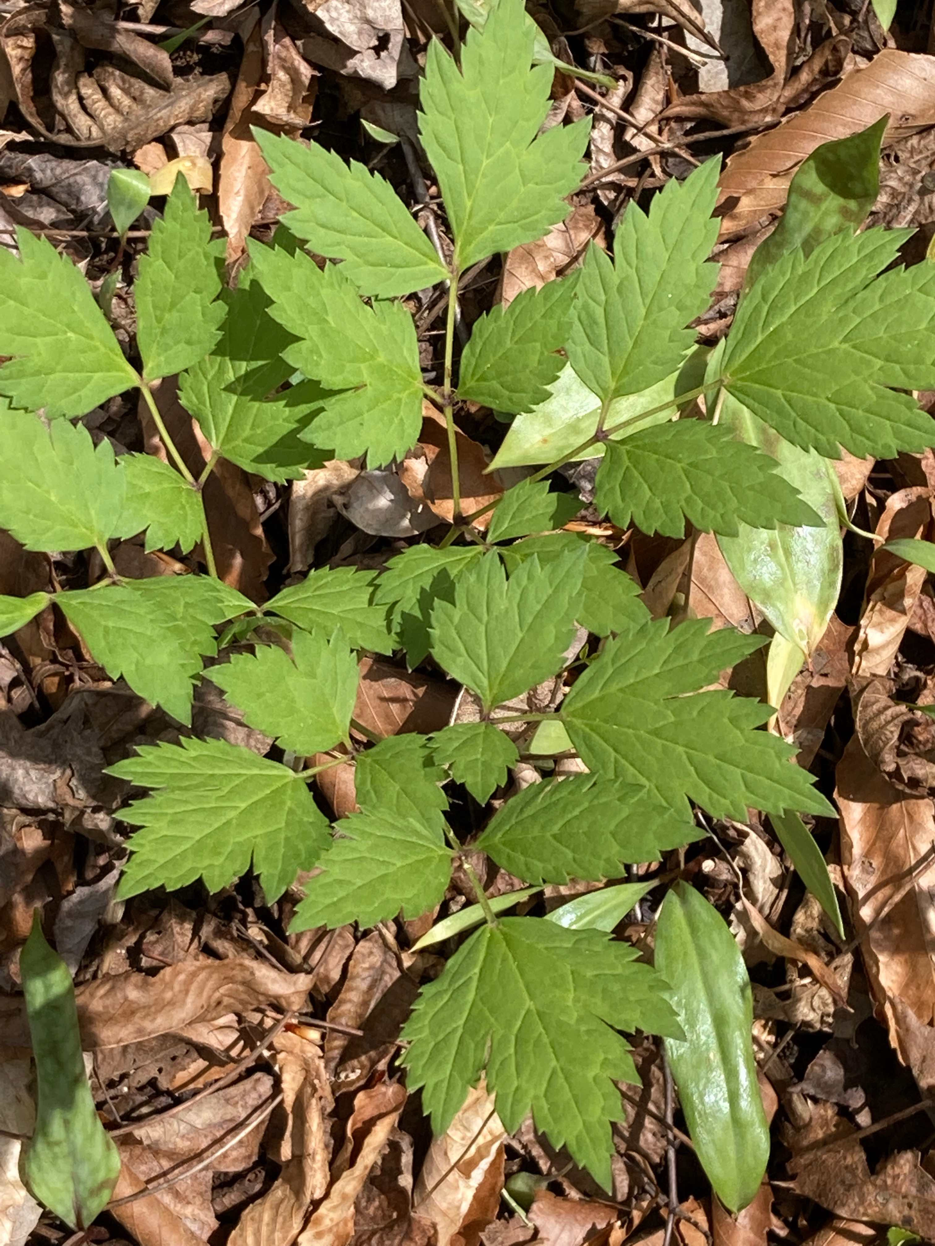The Scientific Name is Actaea racemosa [= Cimicifuga racemosa]. You will likely hear them called Common Black Cohosh, Early Black Cohosh. This picture shows the Large compound leaves, 2- to 3-times divided. Leaflets are very serrated. of Actaea racemosa [= Cimicifuga racemosa]