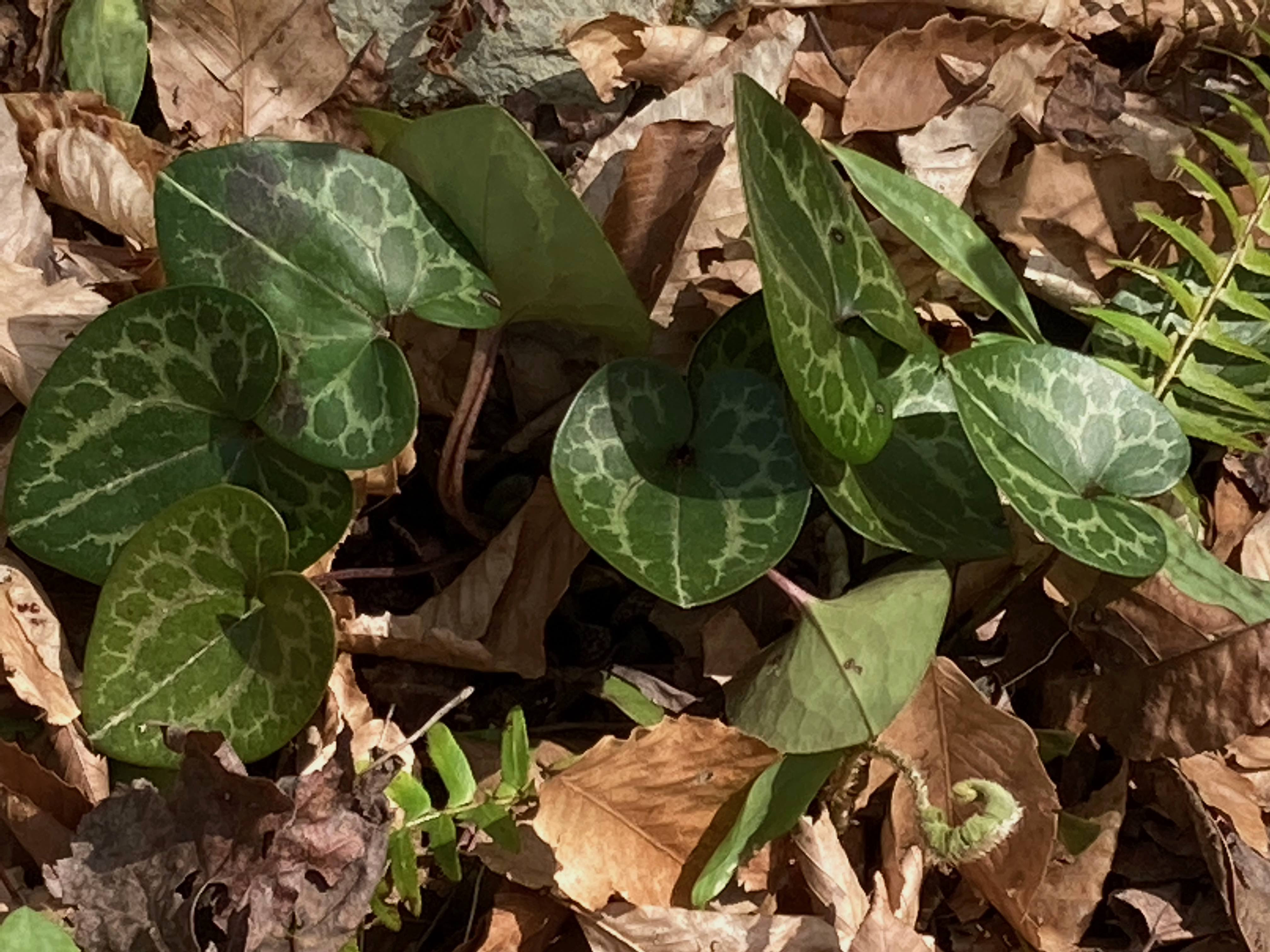 The Scientific Name is Hexastylis minor. You will likely hear them called Little Heartleaf, Little Ginger. This picture shows the Glossy, dark-green, heart-shaped evergreen leaves with white variegation along the veins of Hexastylis minor
