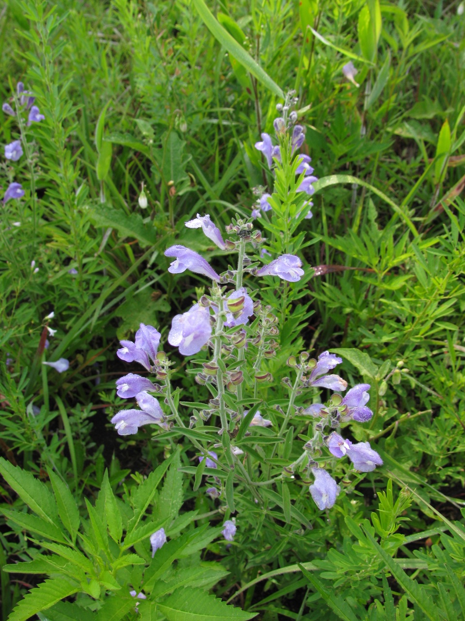 The Scientific Name is Scutellaria integrifolia. You will likely hear them called Narrowleaf Skullcap, Hyssop Skullcap, Helmet Skullcap, Helmet Flower. This picture shows the Numerous pairs of narrowly elliptic leaves and leafy bracts subtending the flowers of Scutellaria integrifolia