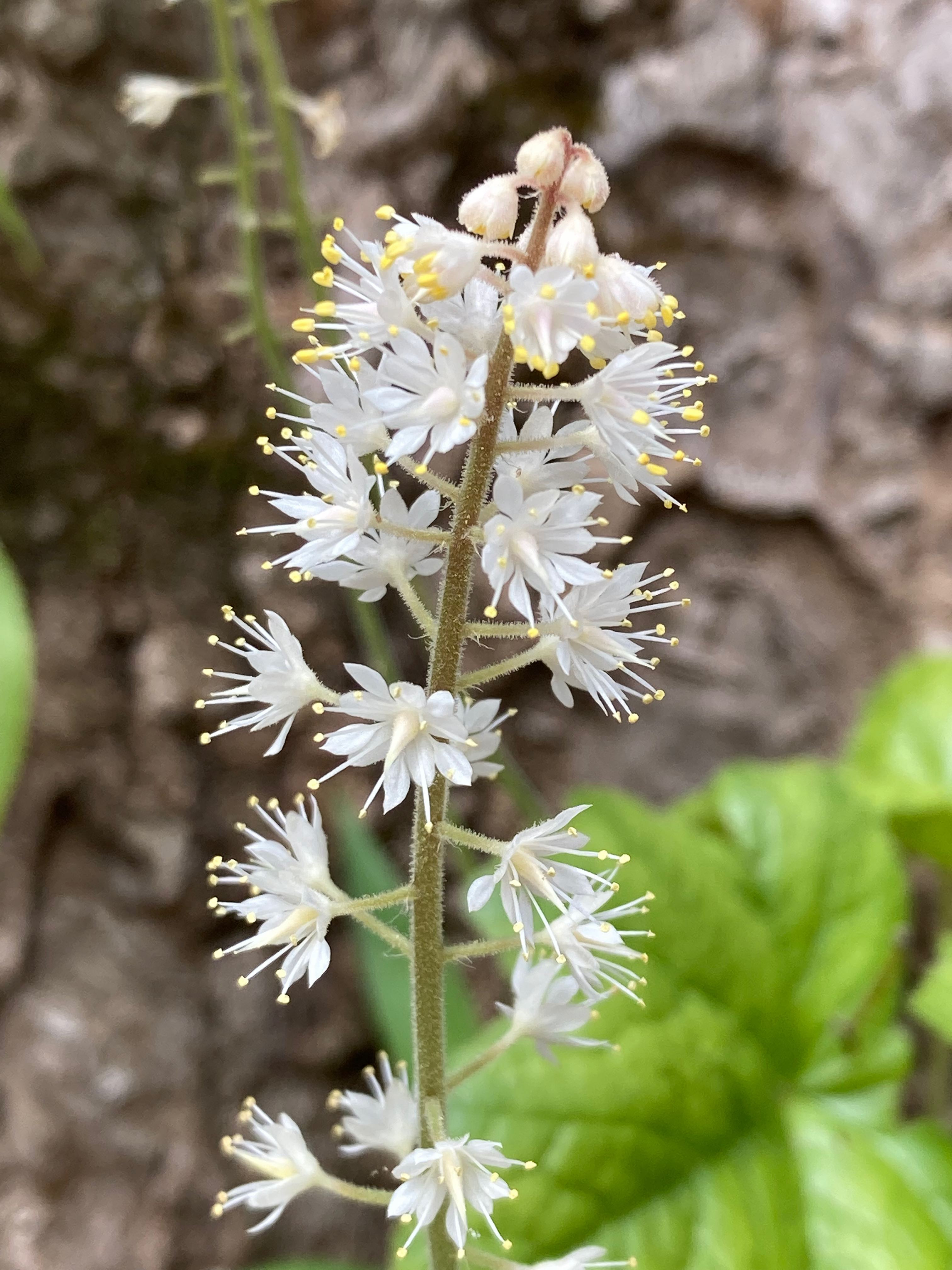 The Scientific Name is Tiarella cordifolia. You will likely hear them called Foamflower, False Miterwort. This picture shows the Dense raceme of star-shaped flowers occur in spring. of Tiarella cordifolia