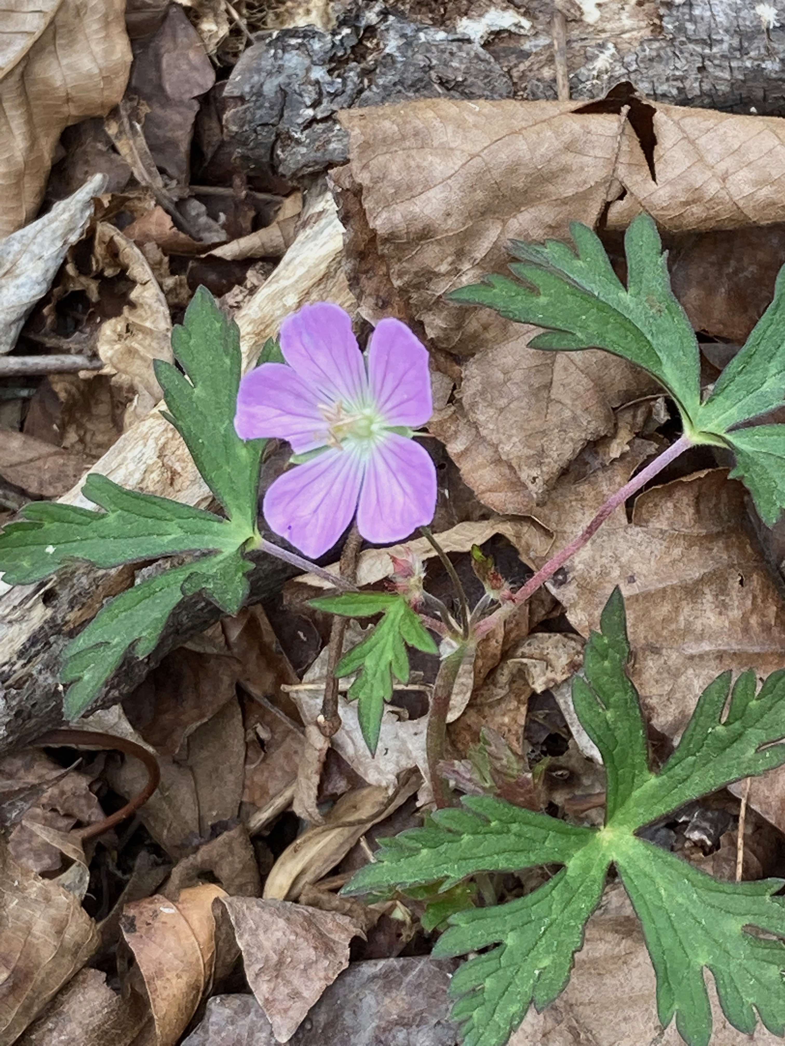 The Scientific Name is Geranium maculatum. You will likely hear them called Wild Geranium, Spotted Crane's-bill. This picture shows the A plant from the Piedmont with lighter pink flowers compared to the deeper colored specimens in the mountains. of Geranium maculatum