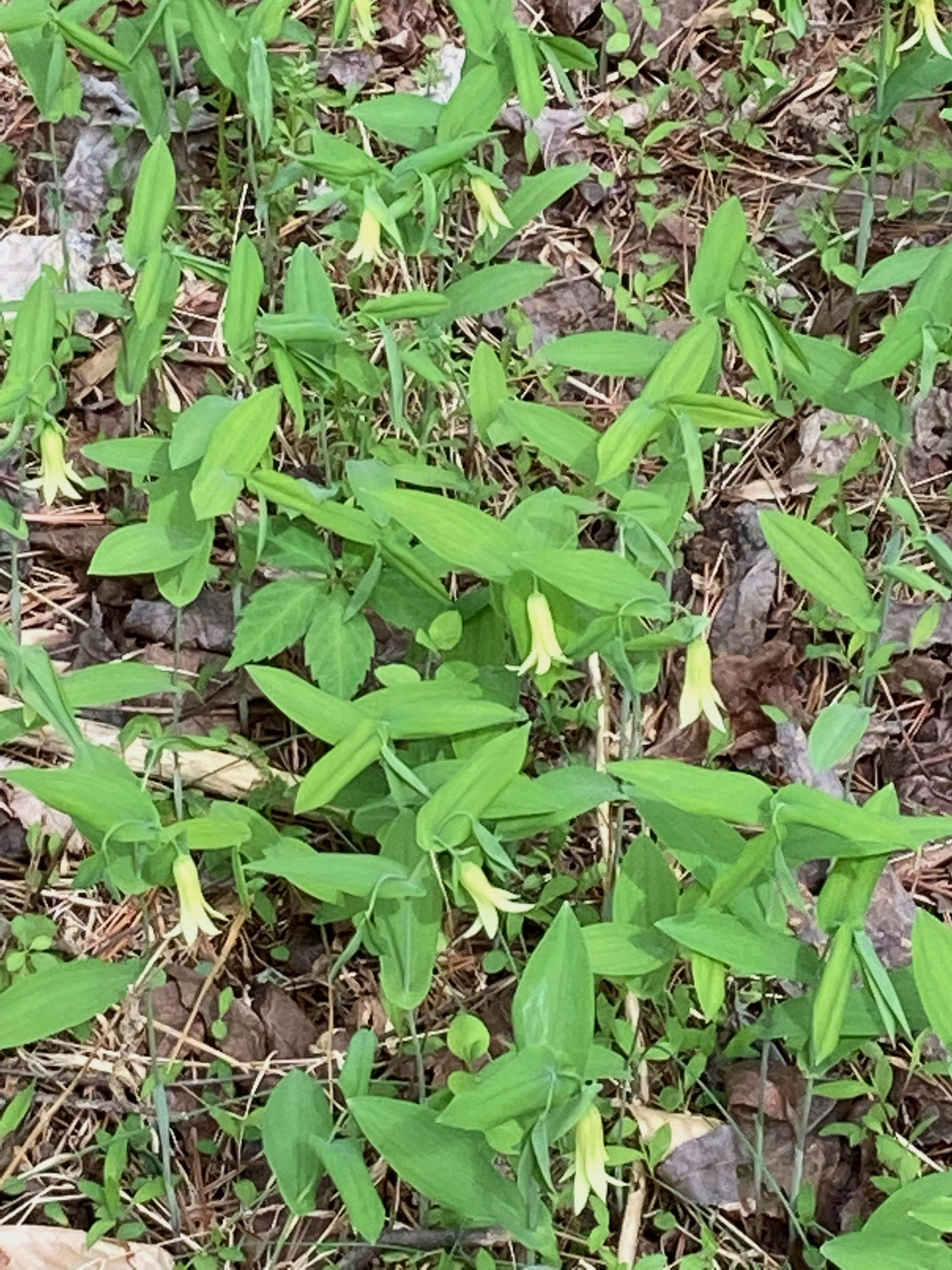 The Scientific Name is Uvularia perfoliata. You will likely hear them called Perfoliate Bellwort, Mealy Bellwort, Merrybells. This picture shows the A large patch. of Uvularia perfoliata