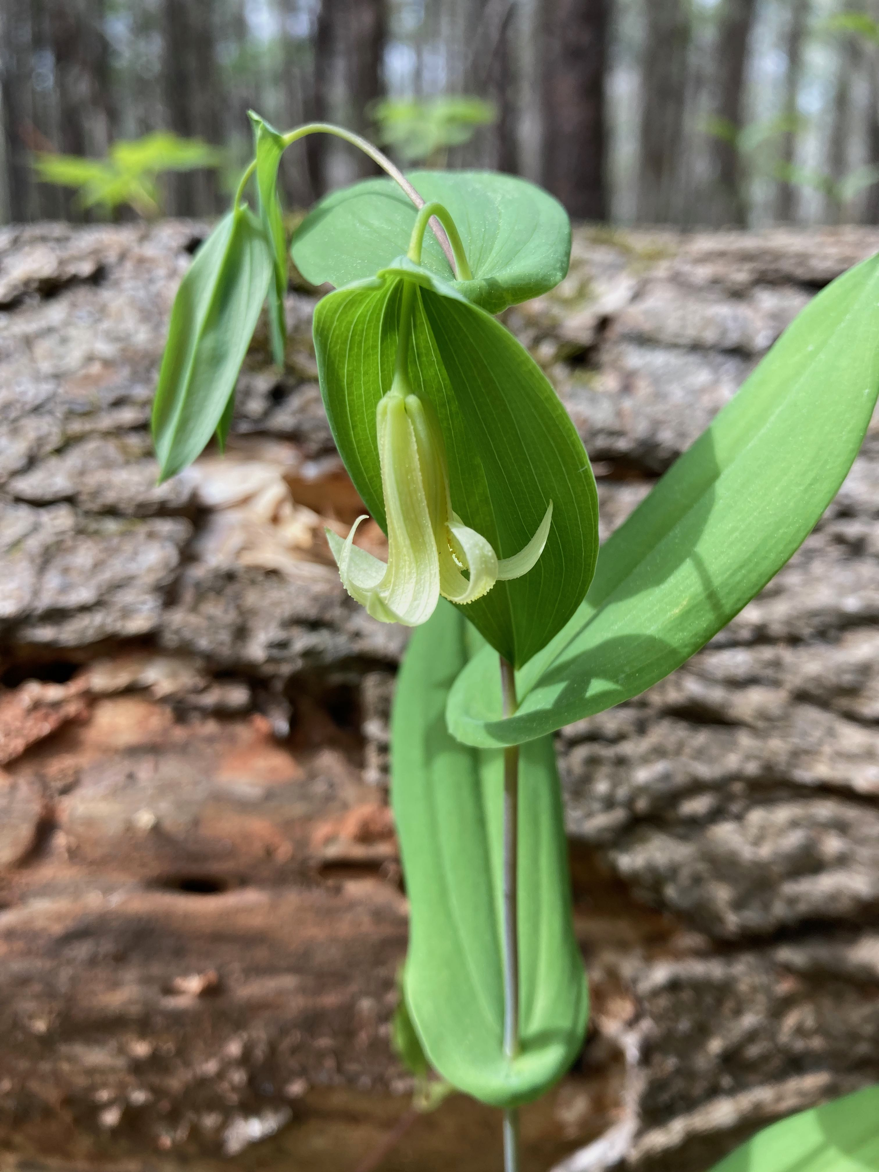 The Scientific Name is Uvularia perfoliata. You will likely hear them called Perfoliate Bellwort, Mealy Bellwort, Merrybells. This picture shows the Distinct perfoliate leaves - the basal edges of the leaf are united around the stem. of Uvularia perfoliata