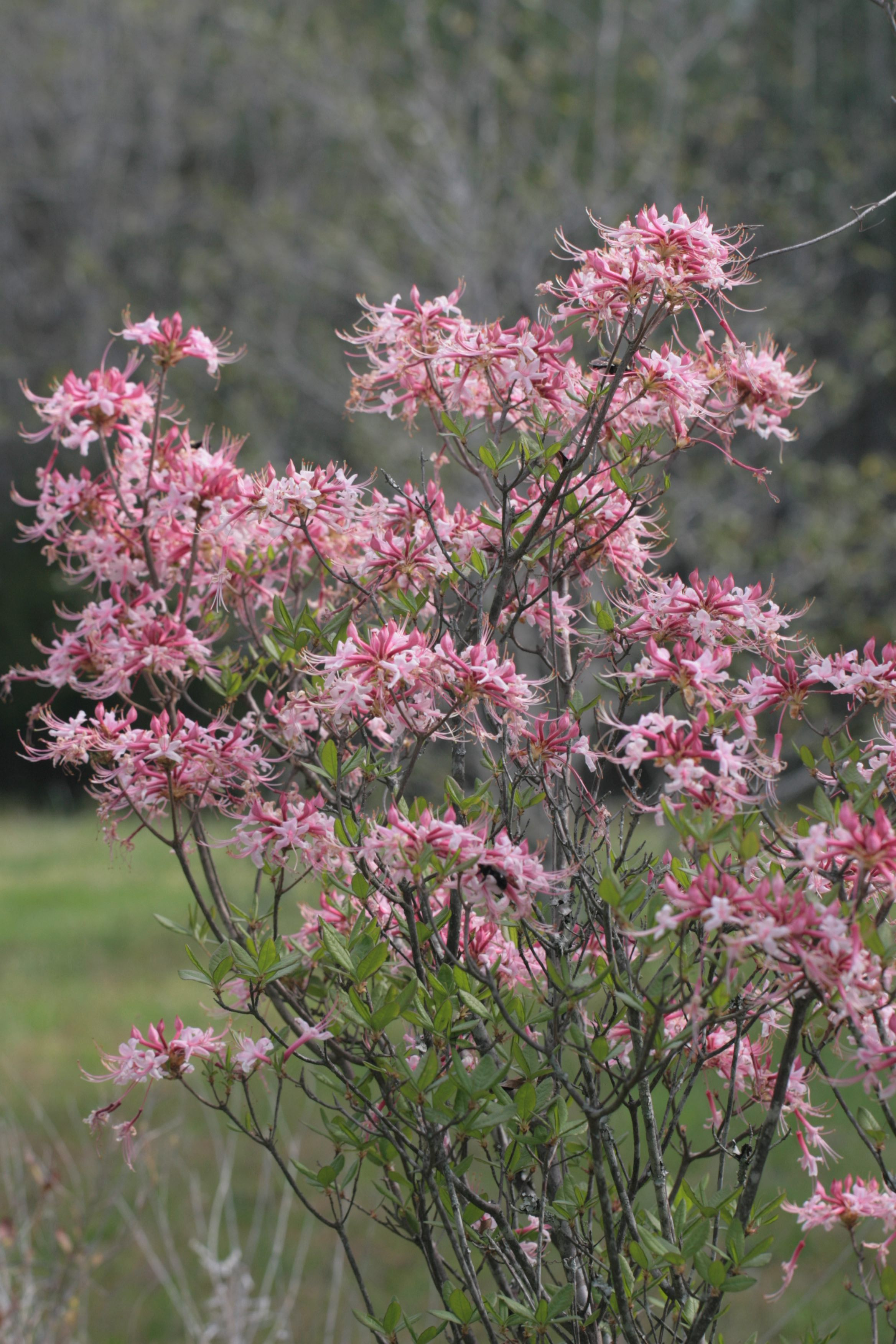 The Scientific Name is Rhododendron canescens. You will likely hear them called Piedmont Azalea, Southern Pinxter Azalea, Wild Azalea, Hoary Azalea, Mountain Azalea, Florida Pinxter Azalea. This picture shows the Medium-sized shrub of Rhododendron canescens