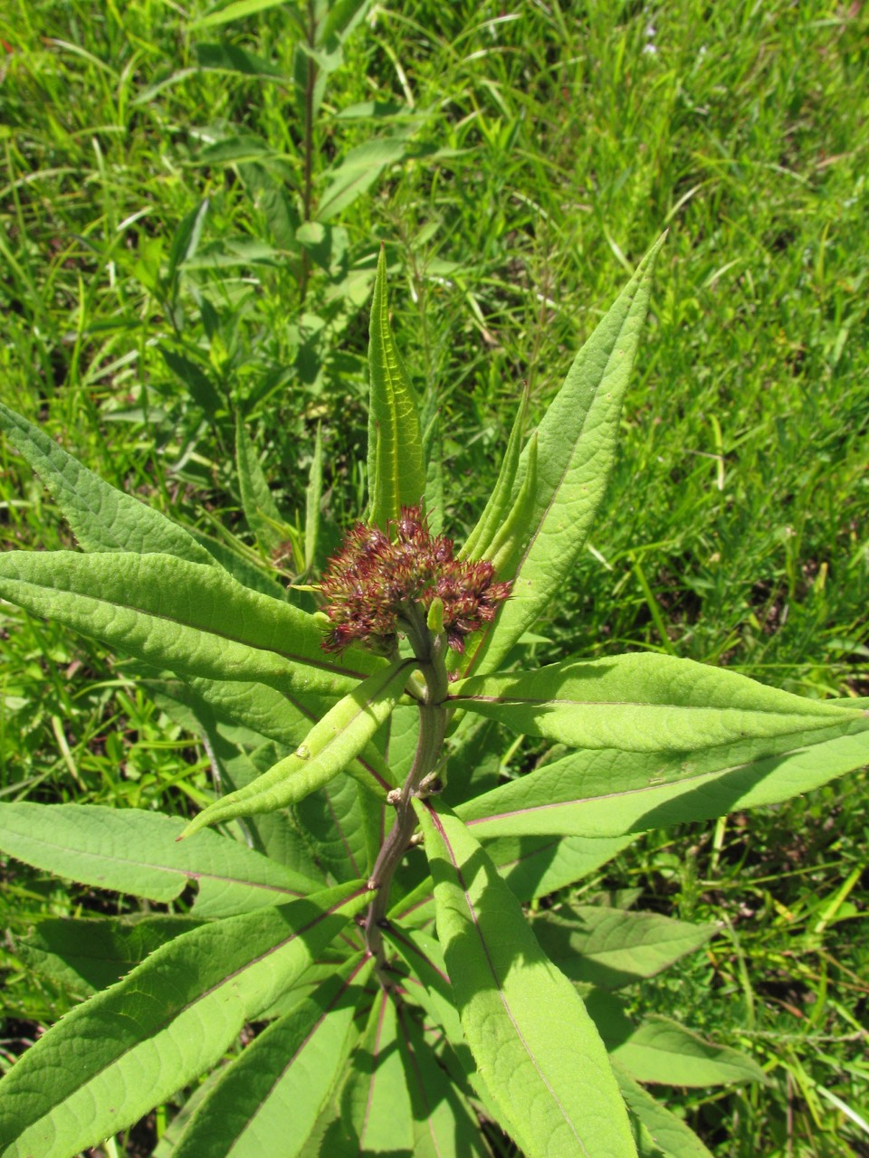 The Scientific Name is Vernonia noveboracensis. You will likely hear them called New York Ironweed. This picture shows the In late spring with flower buds of Vernonia noveboracensis