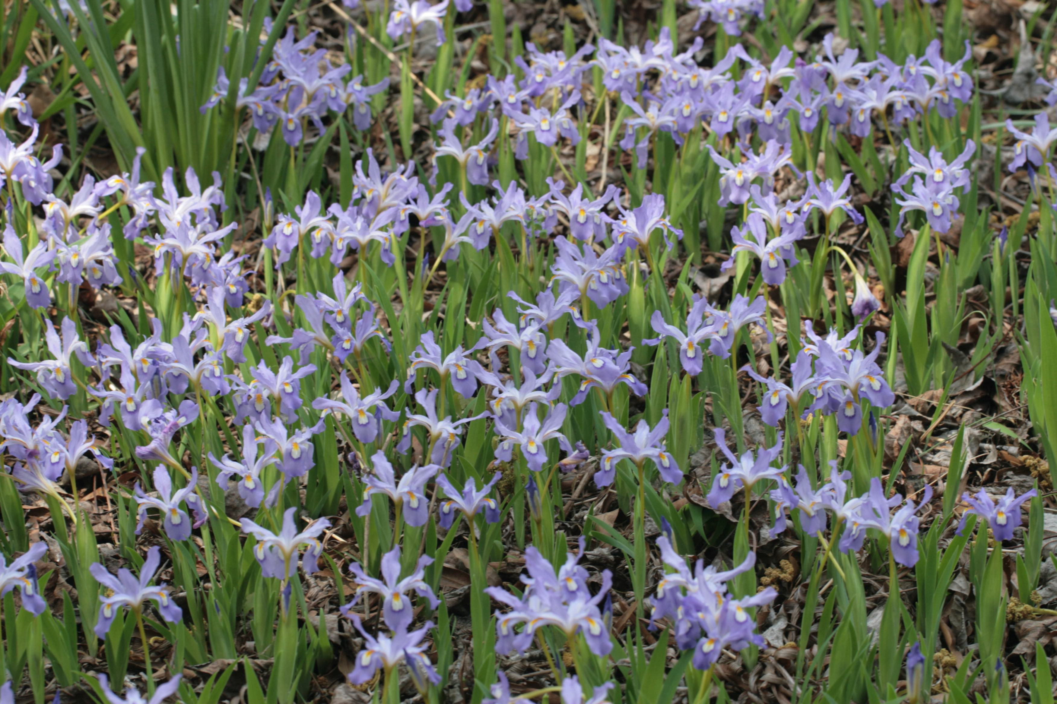 The Scientific Name is Iris cristata. You will likely hear them called Dwarf Crested Iris. This picture shows the A large grouping makes for a spectacular sight in the garden. of Iris cristata